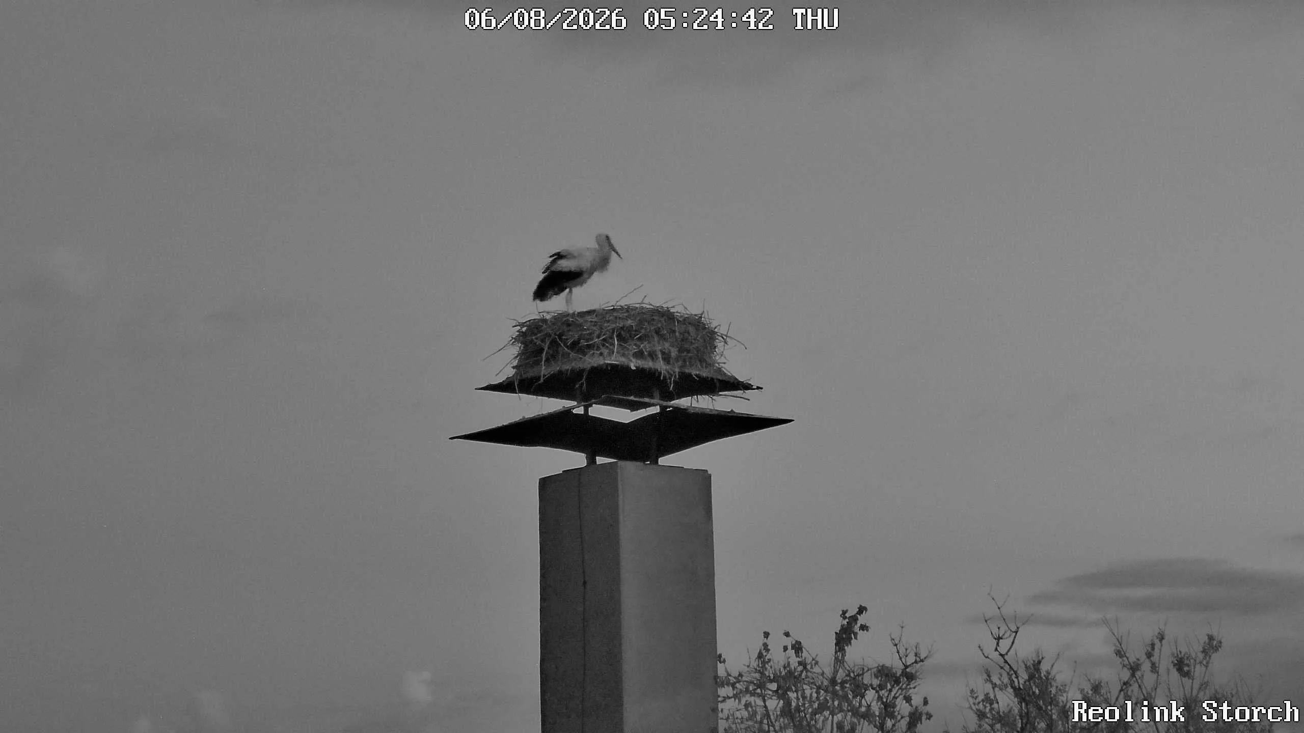 Storchencam Bild