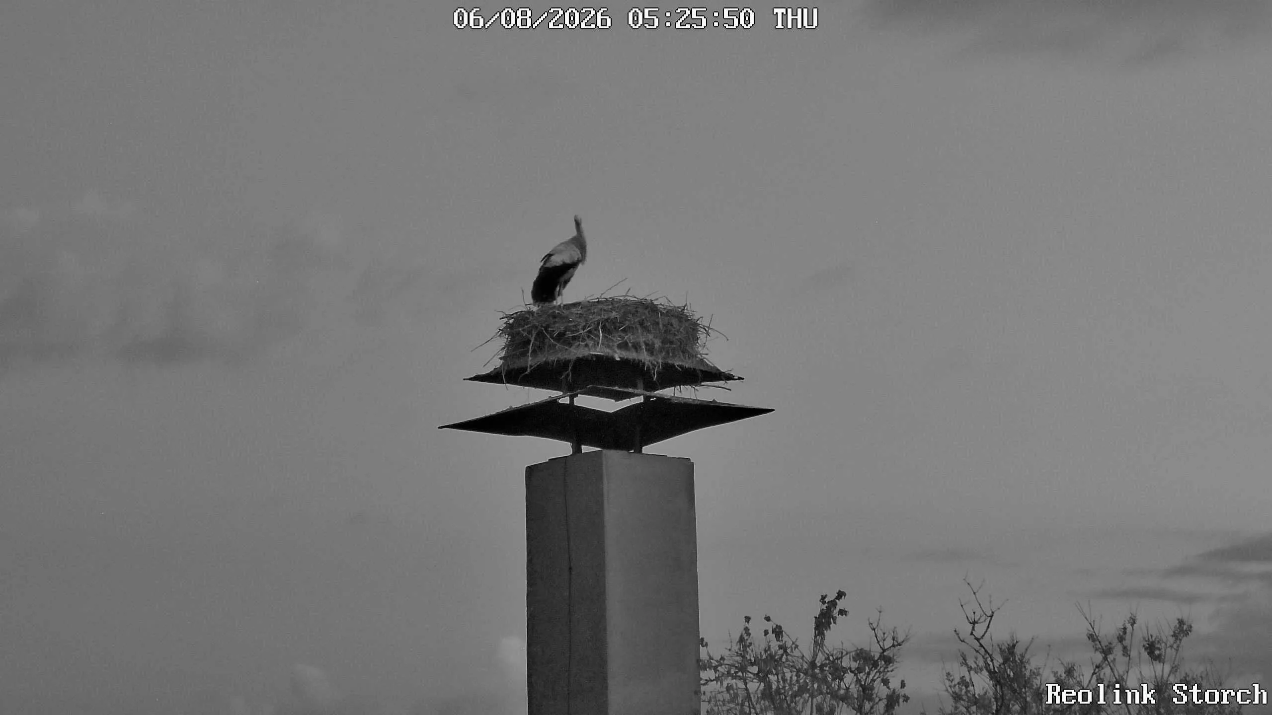 Storchencam Bild