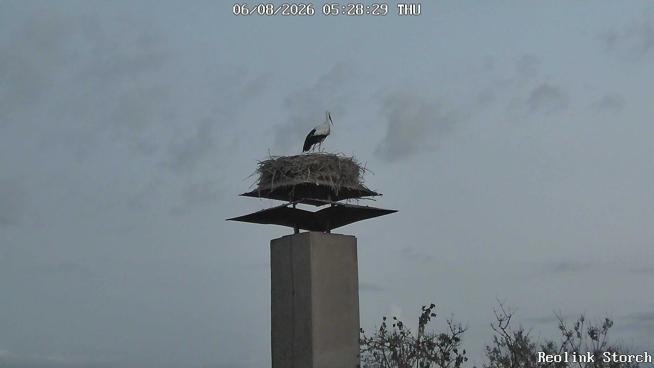 Storchencam Bild