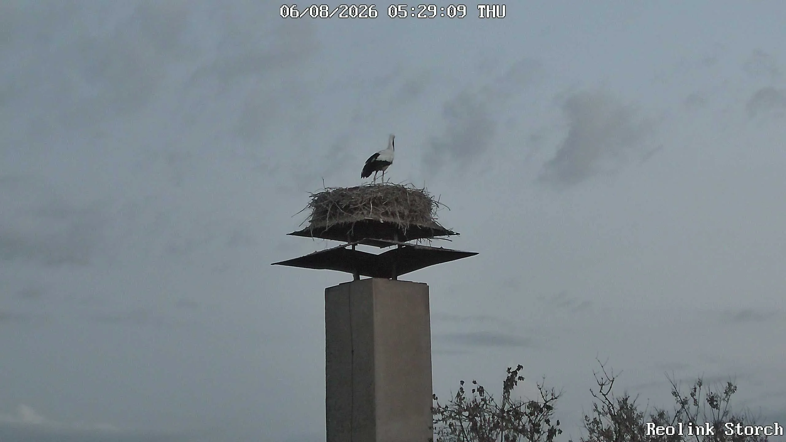 Storchencam Bild