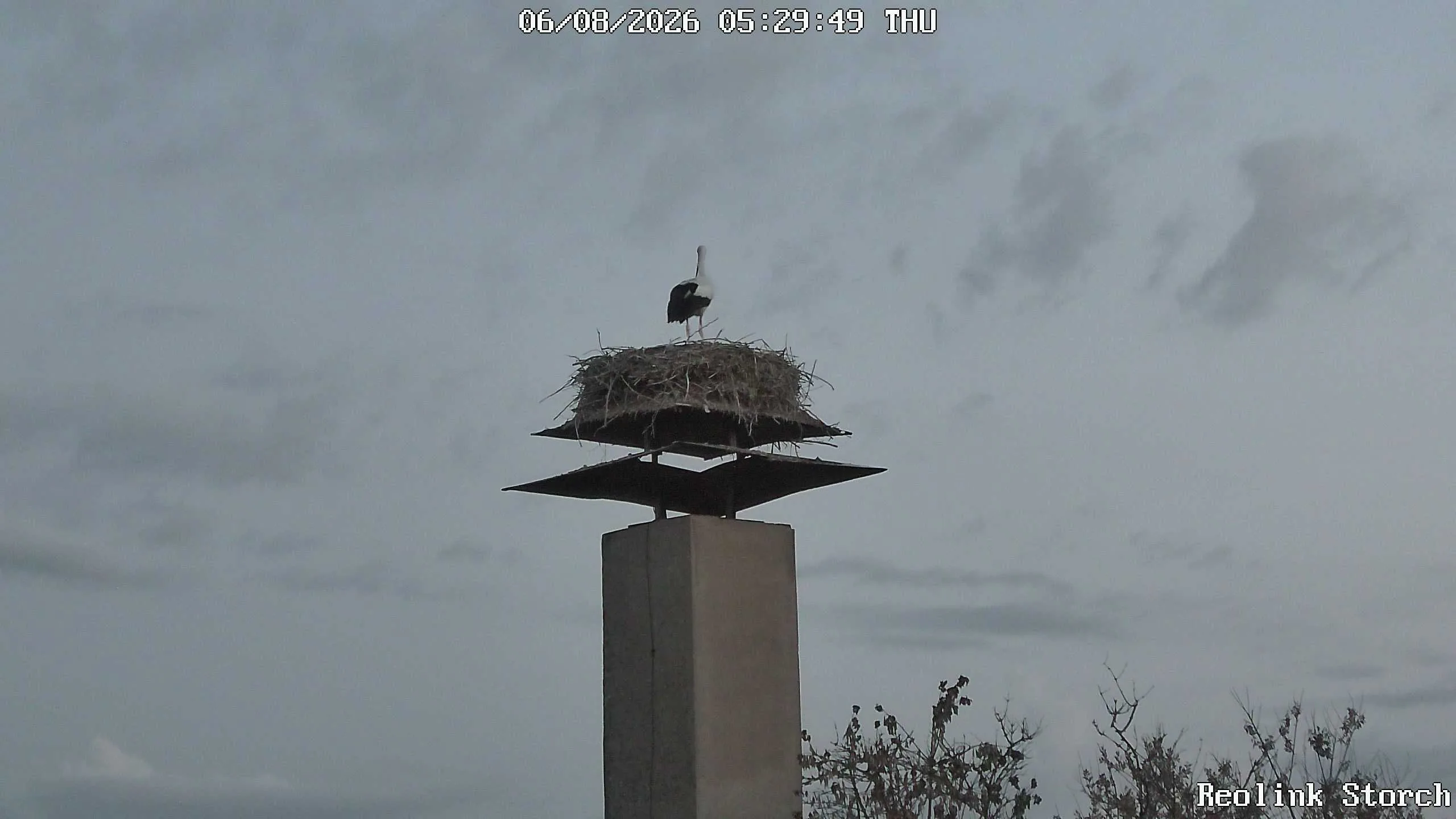 Storchencam Bild