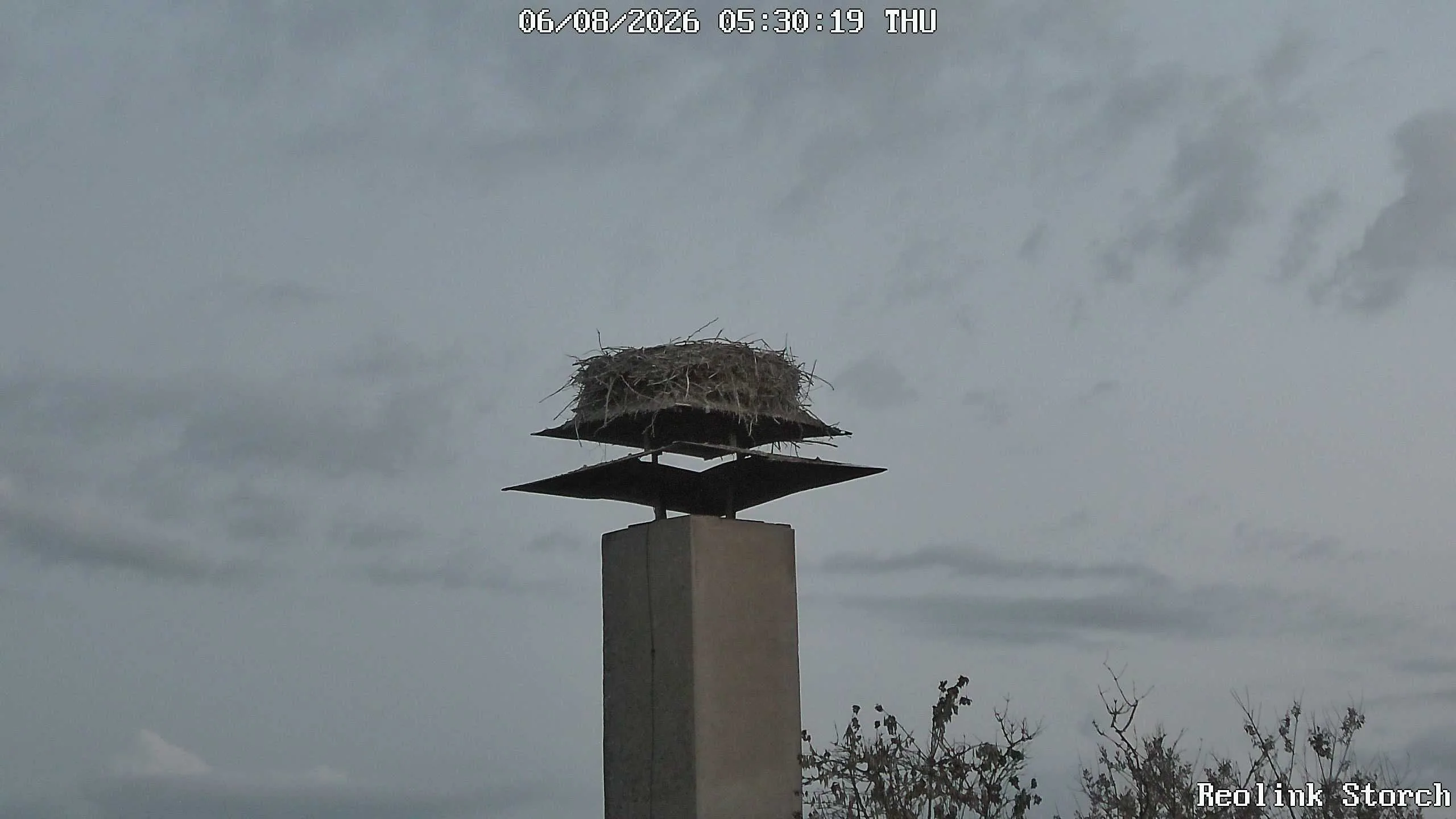 Storchencam Bild