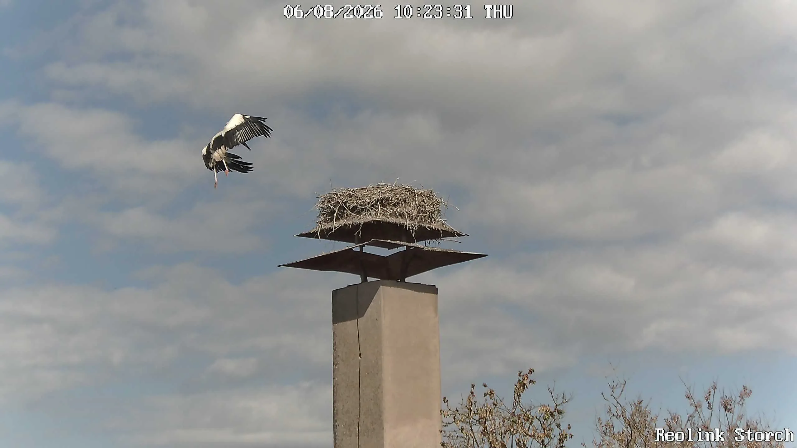 Storchencam Bild