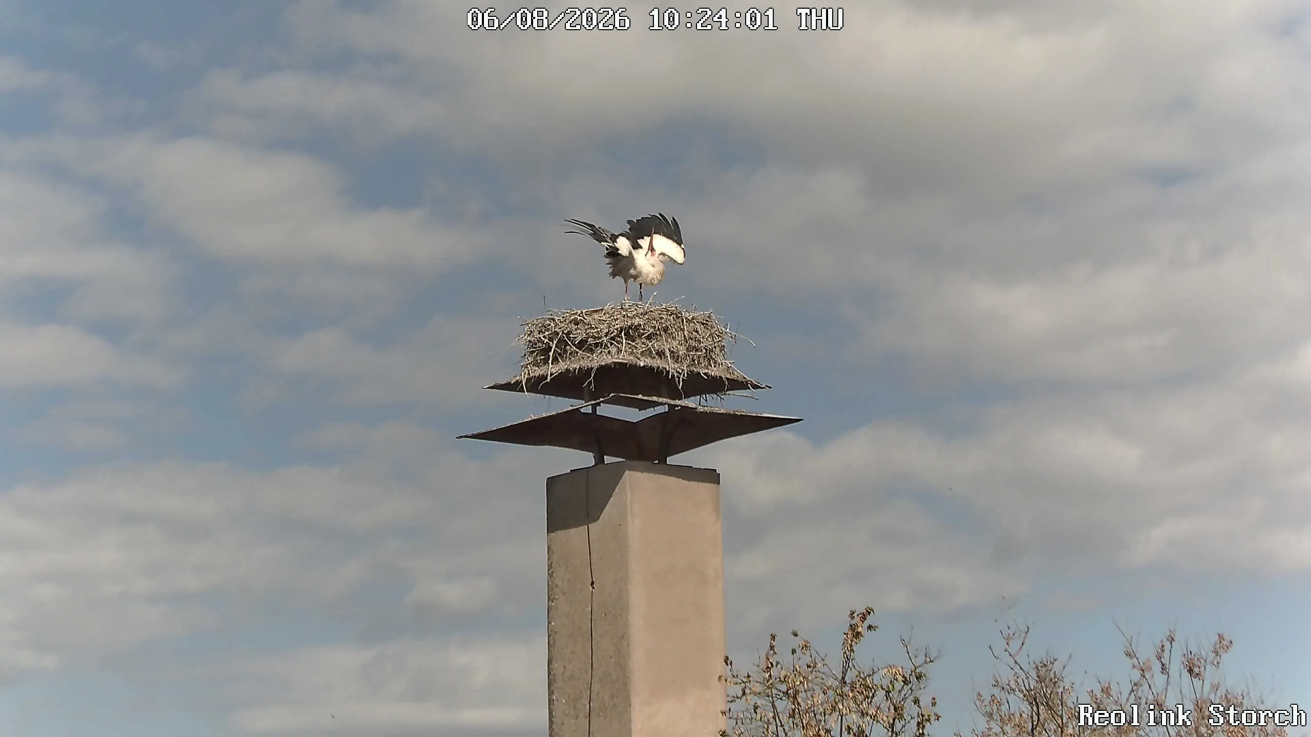 Storchencam Bild