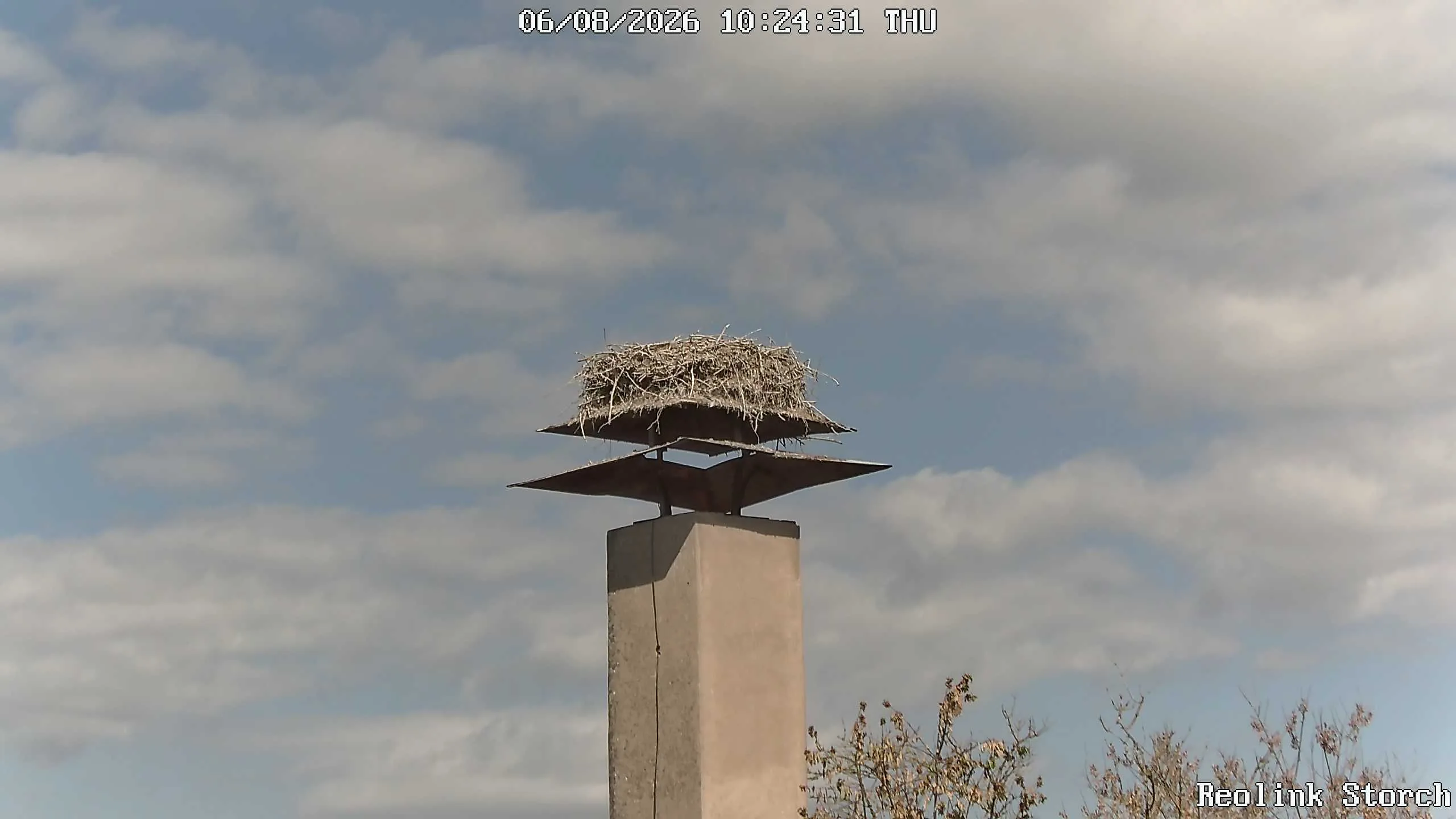 Storchencam Bild