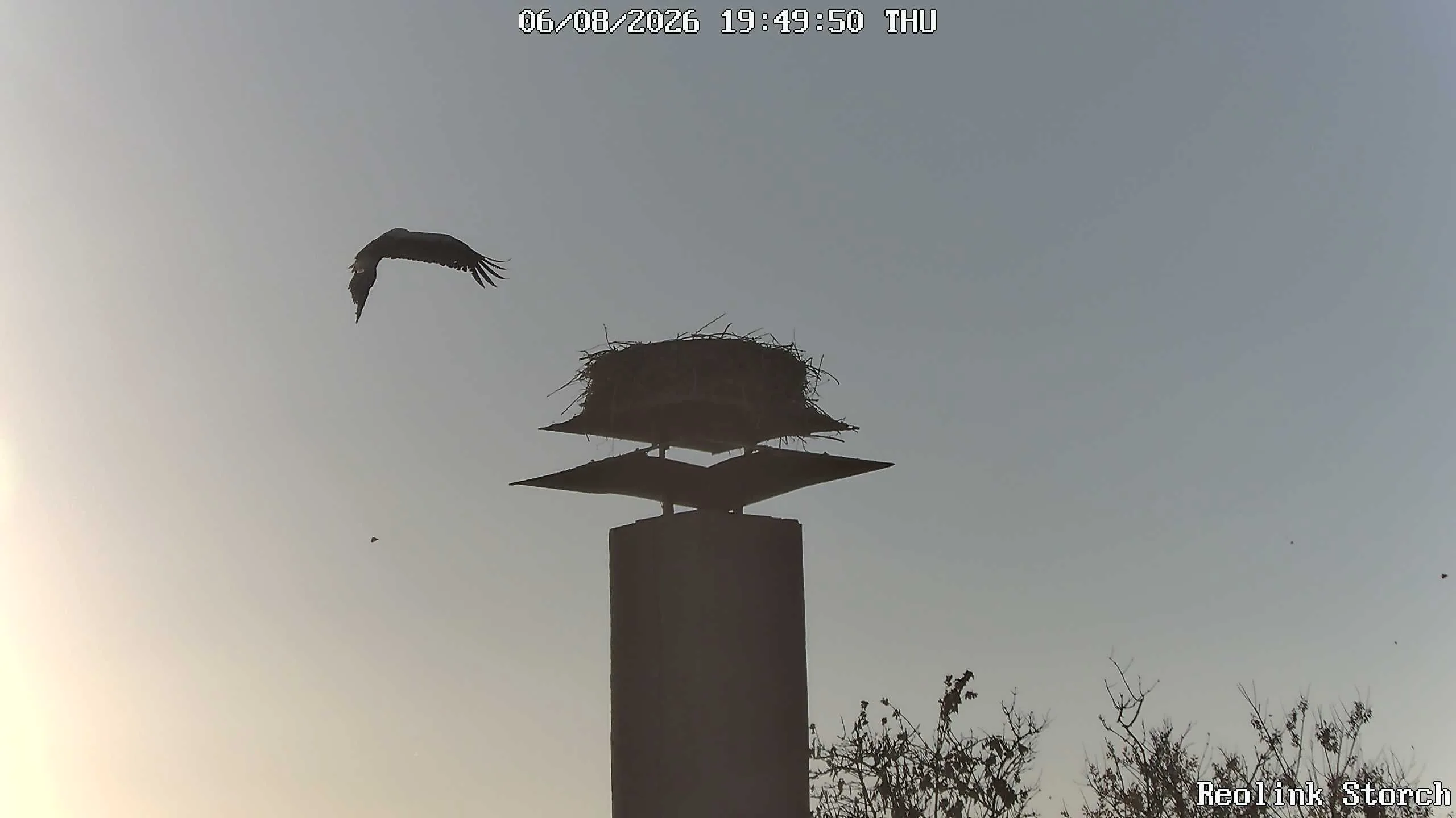 Storchencam Bild