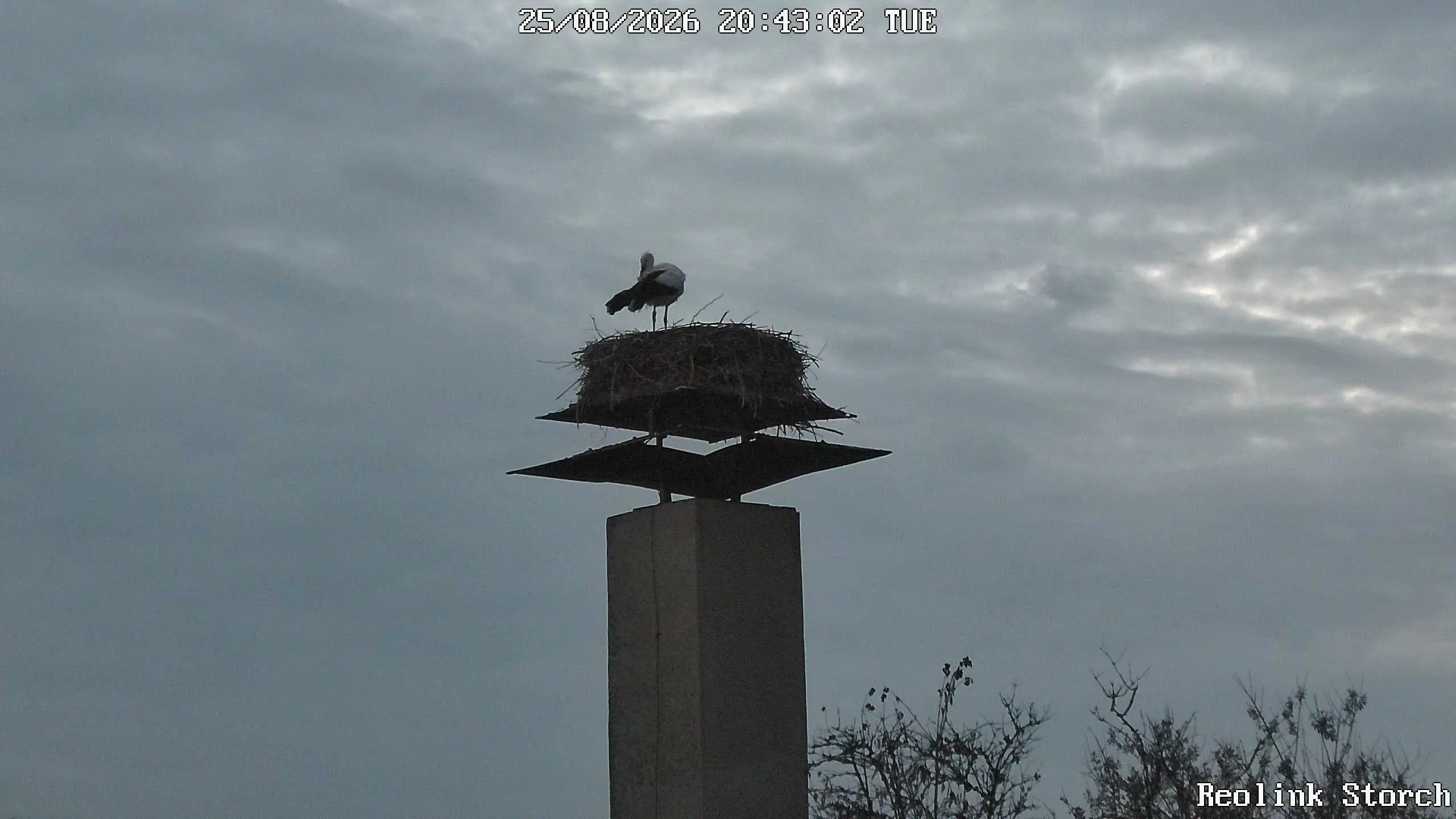 Storchencam Bild