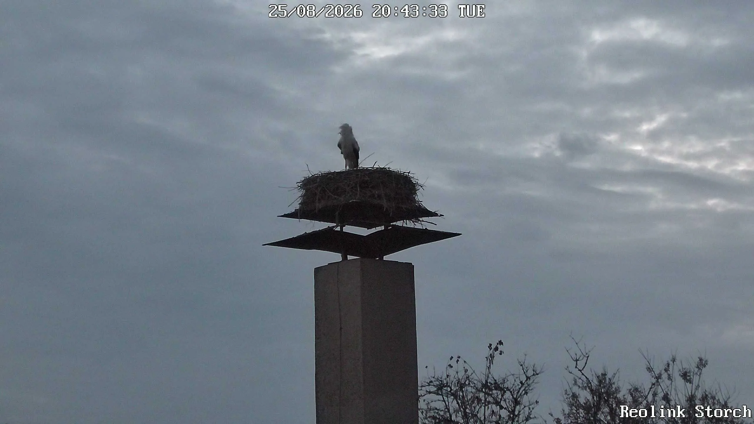 Storchencam Bild
