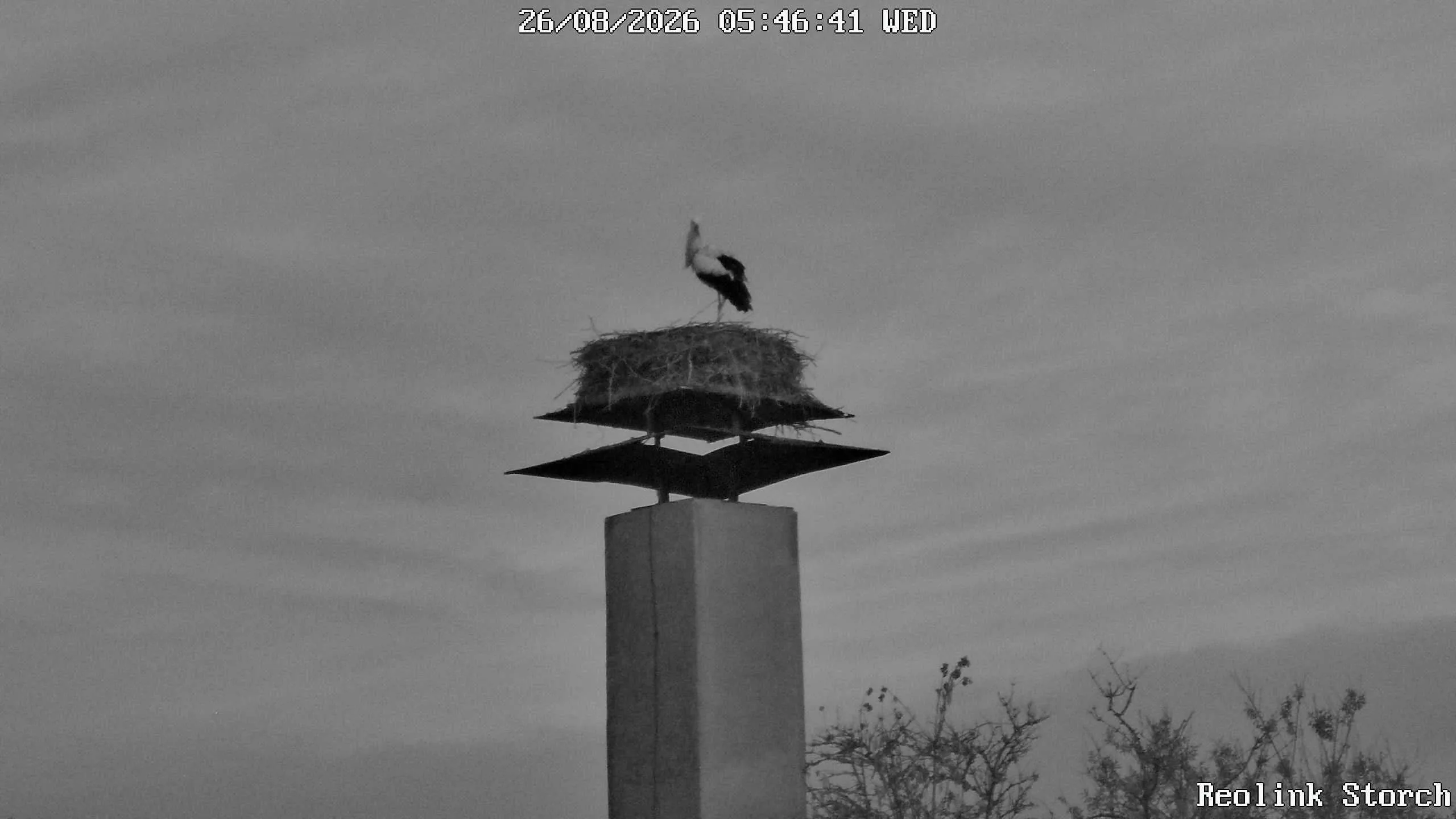 Storchencam Bild