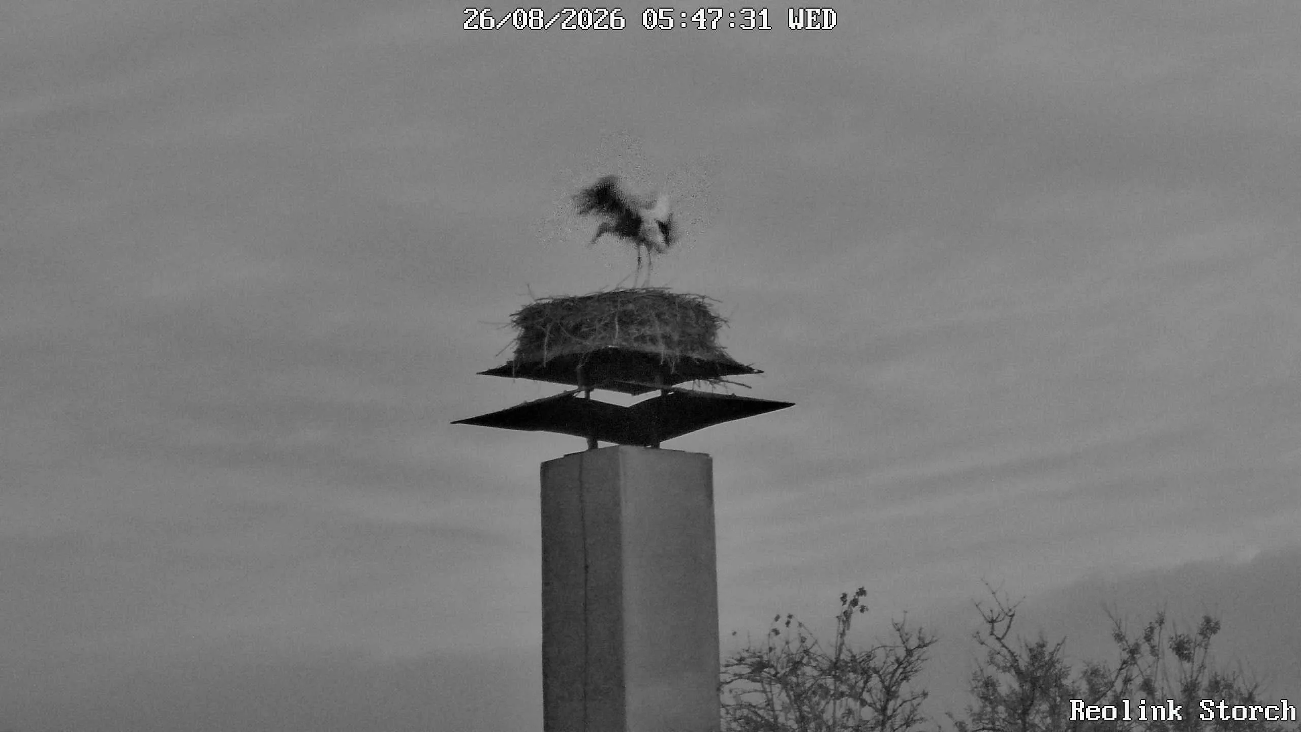 Storchencam Bild