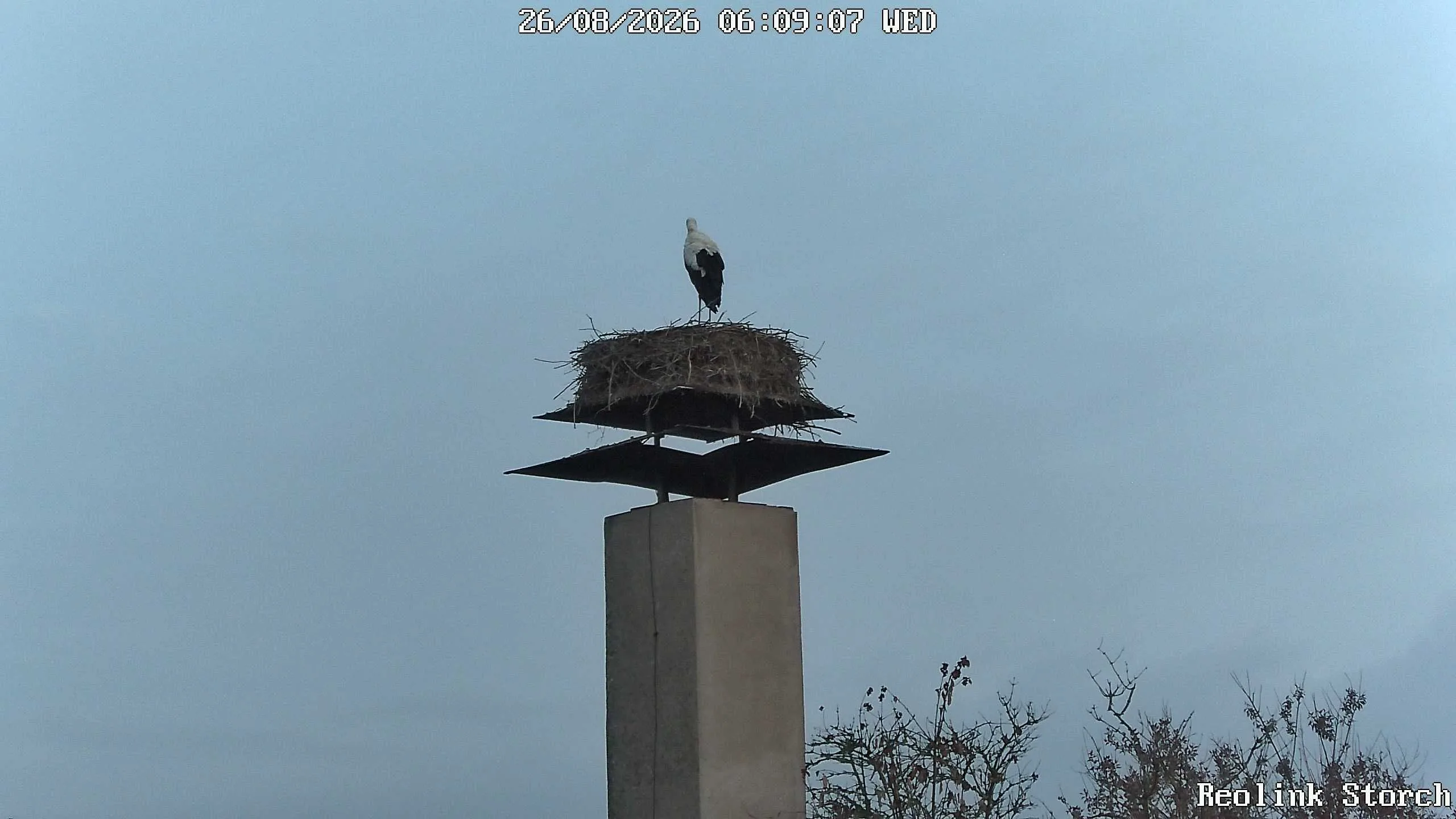 Storchencam Bild