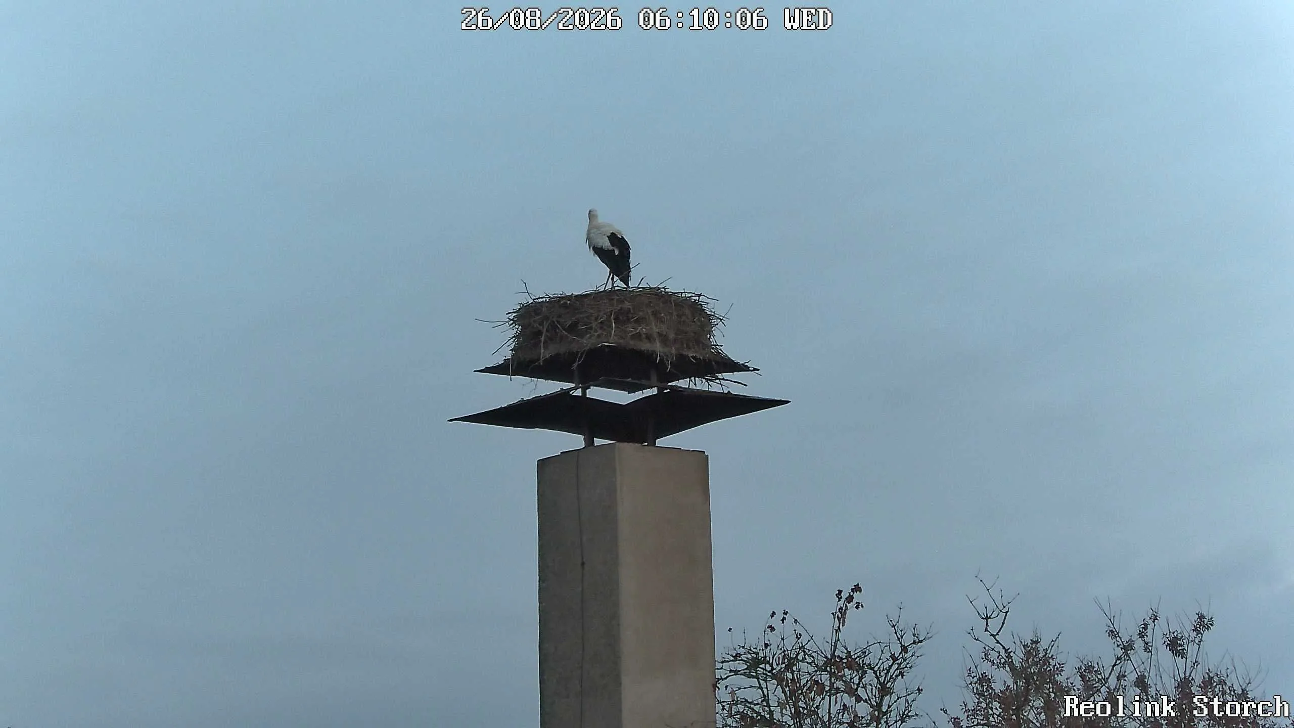 Storchencam Bild