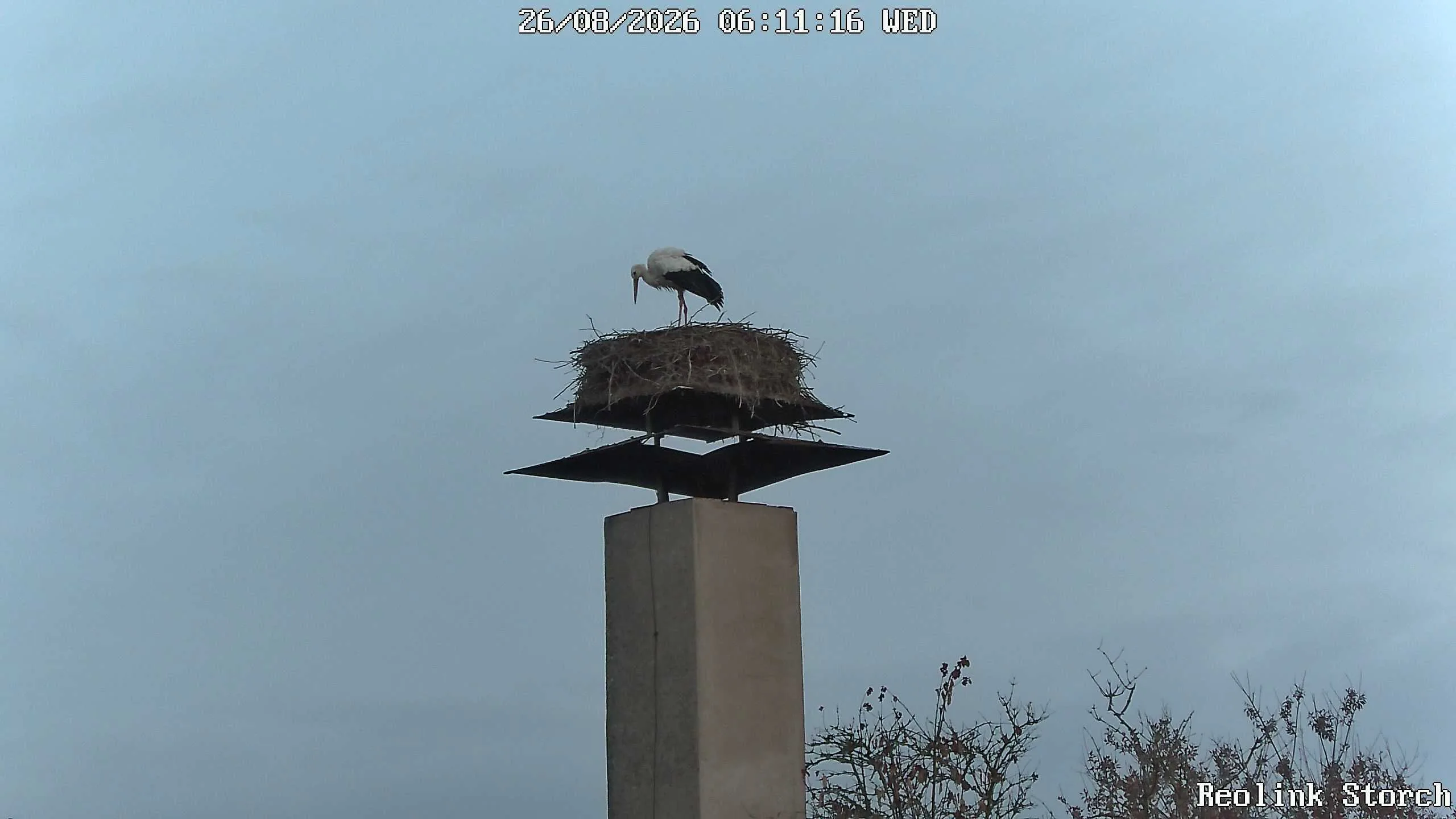 Storchencam Bild