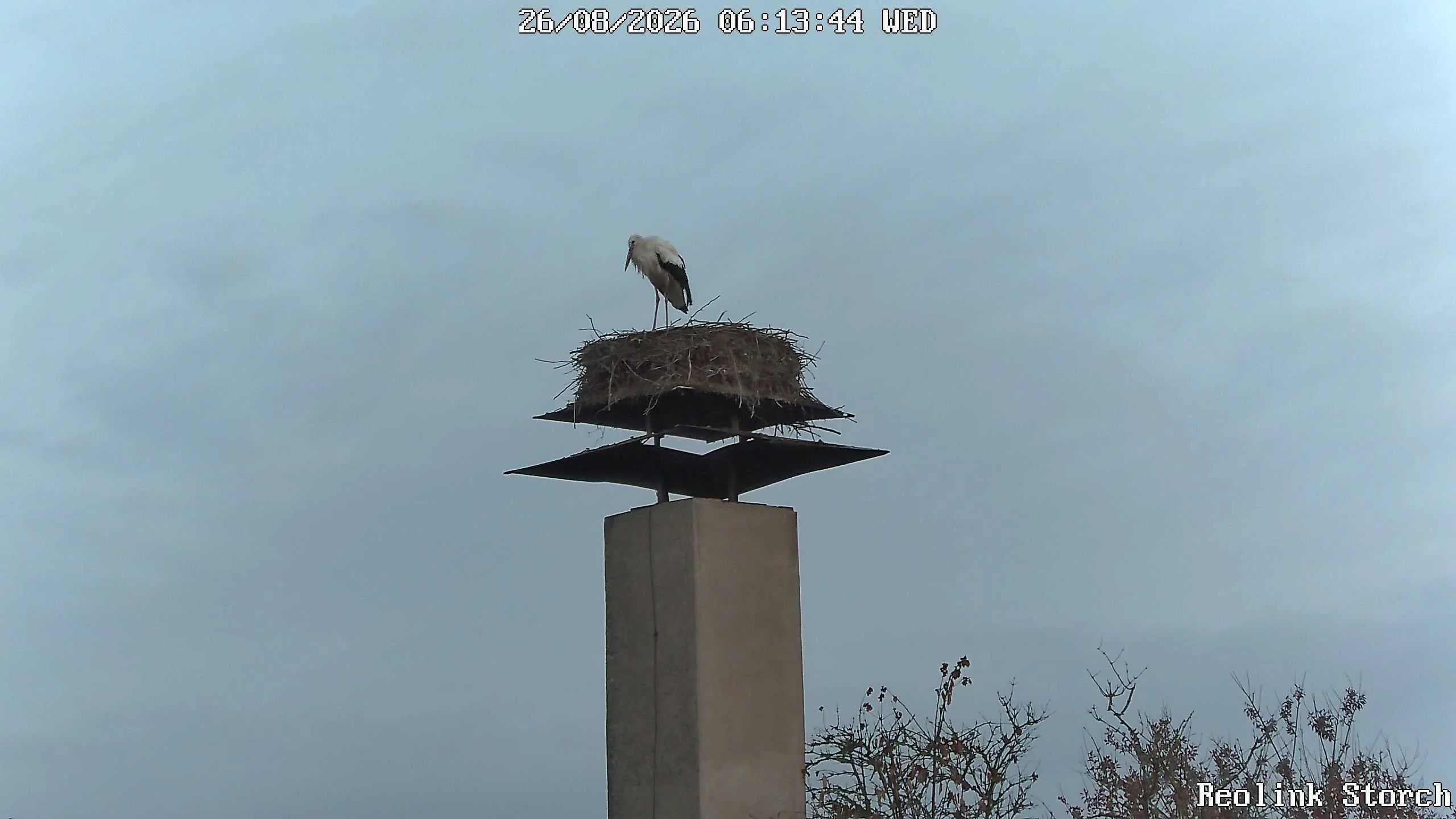Storchencam Bild