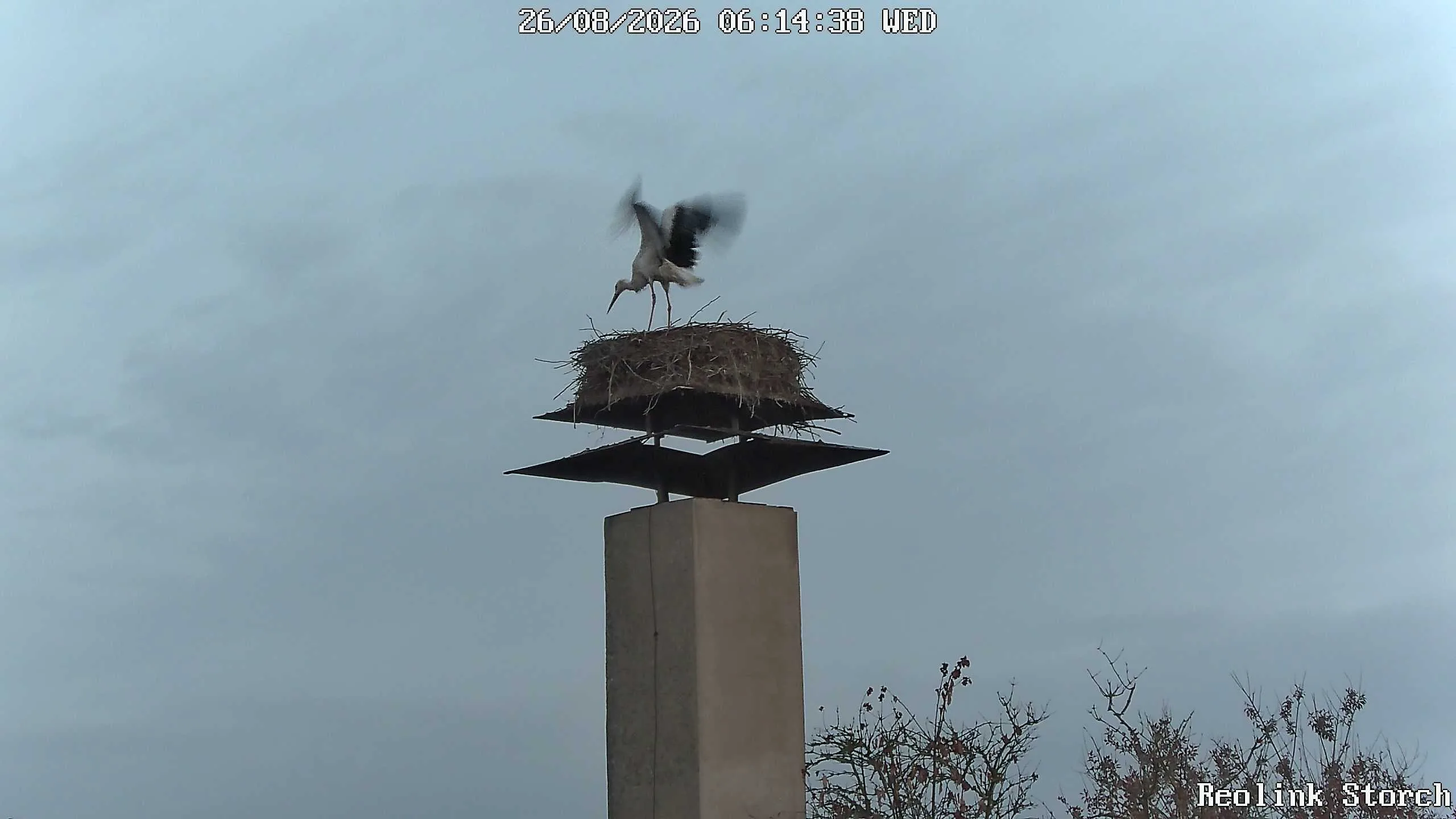 Storchencam Bild
