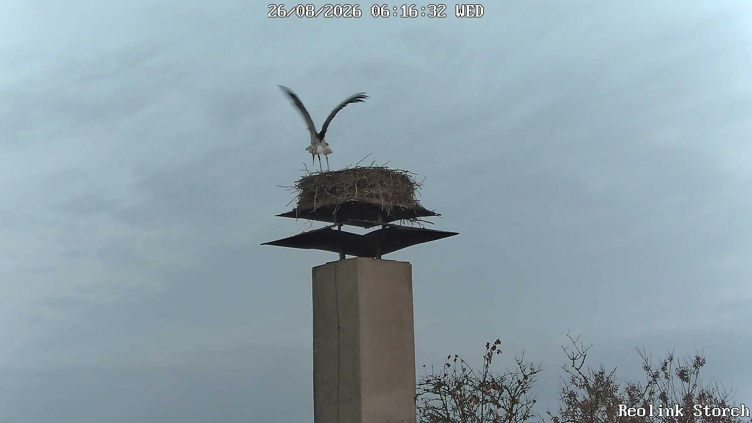 Storchencam Bild