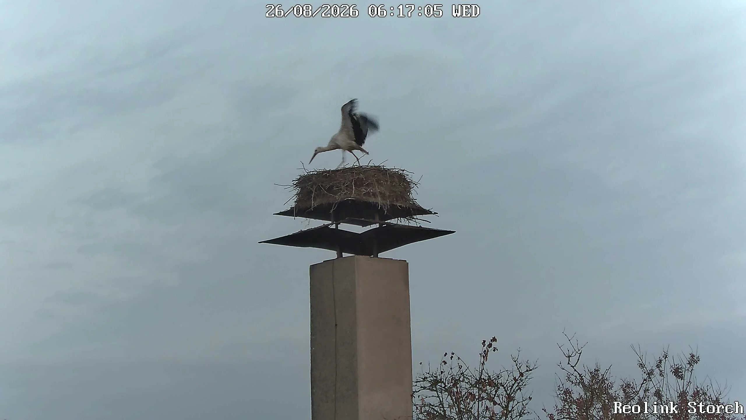 Storchencam Bild