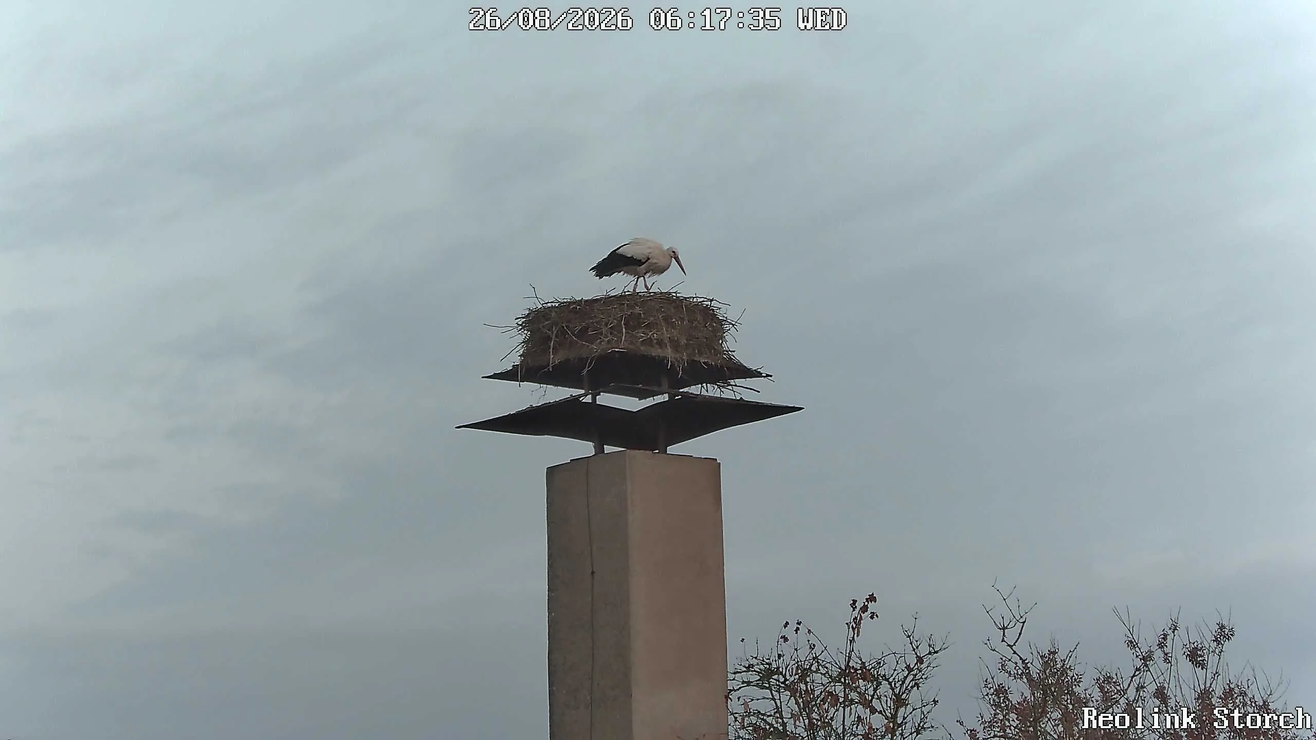 Storchencam Bild