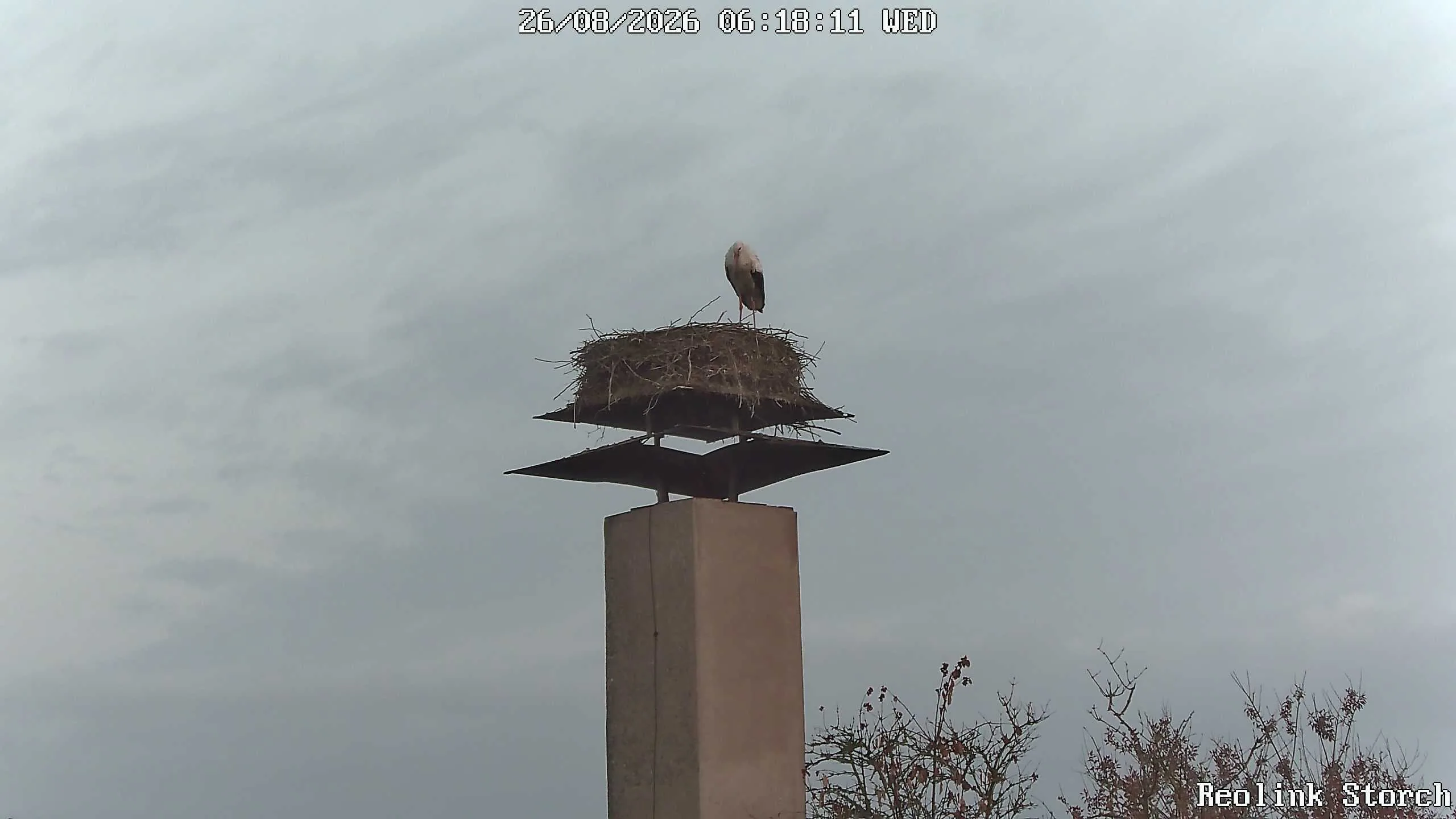 Storchencam Bild