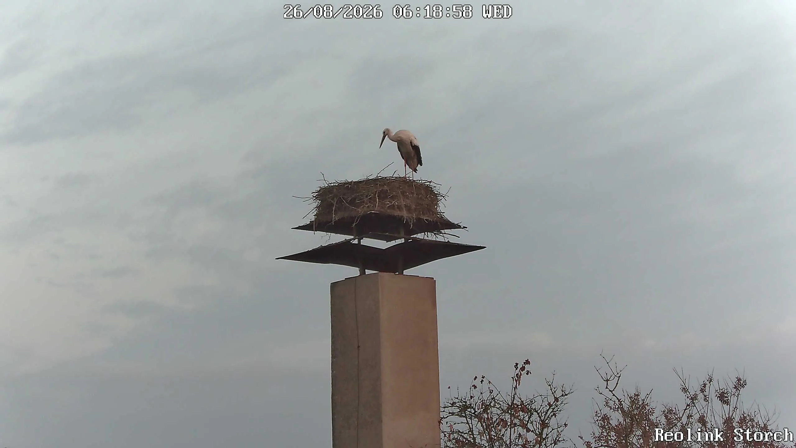 Storchencam Bild