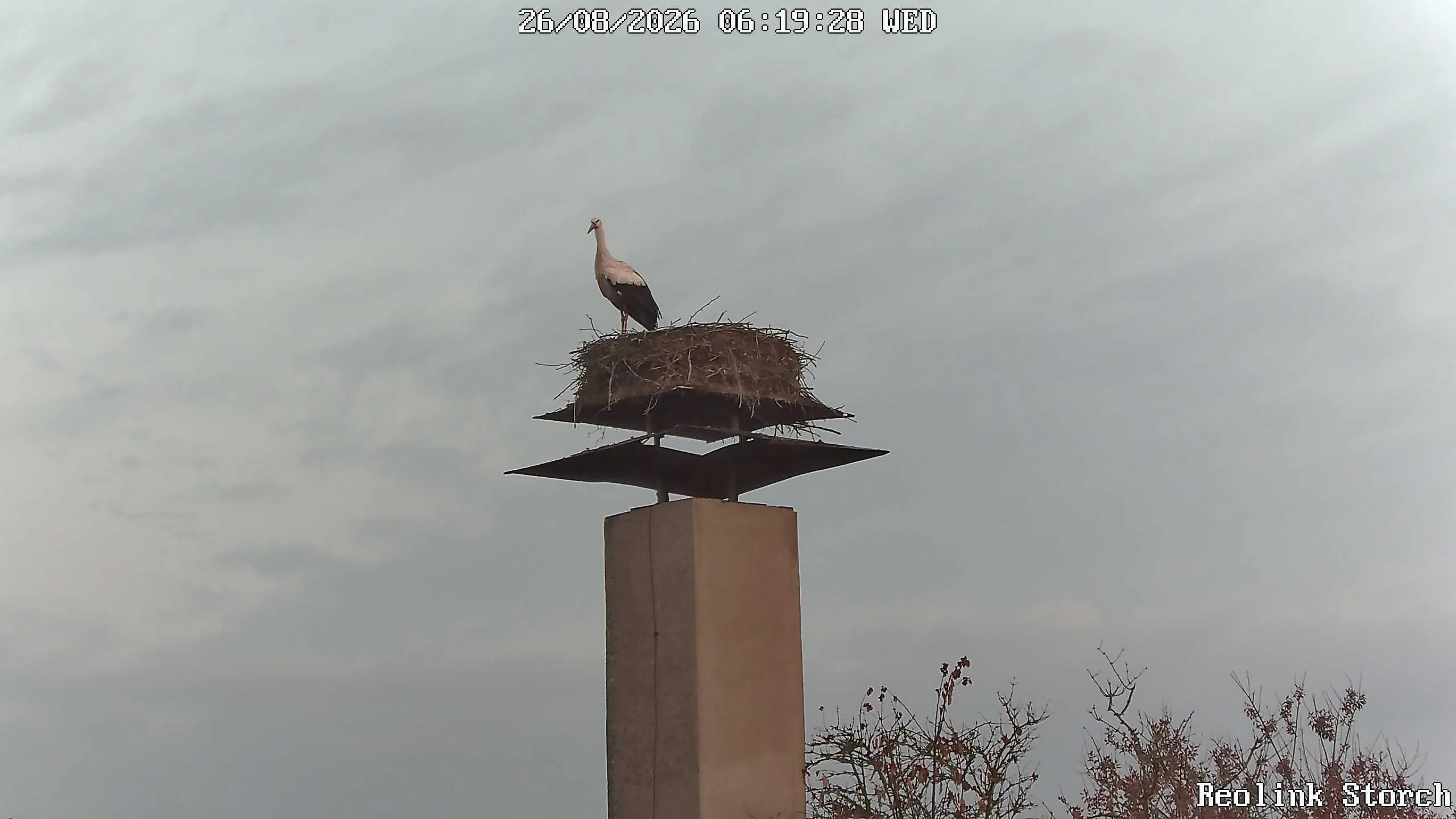 Storchencam Bild