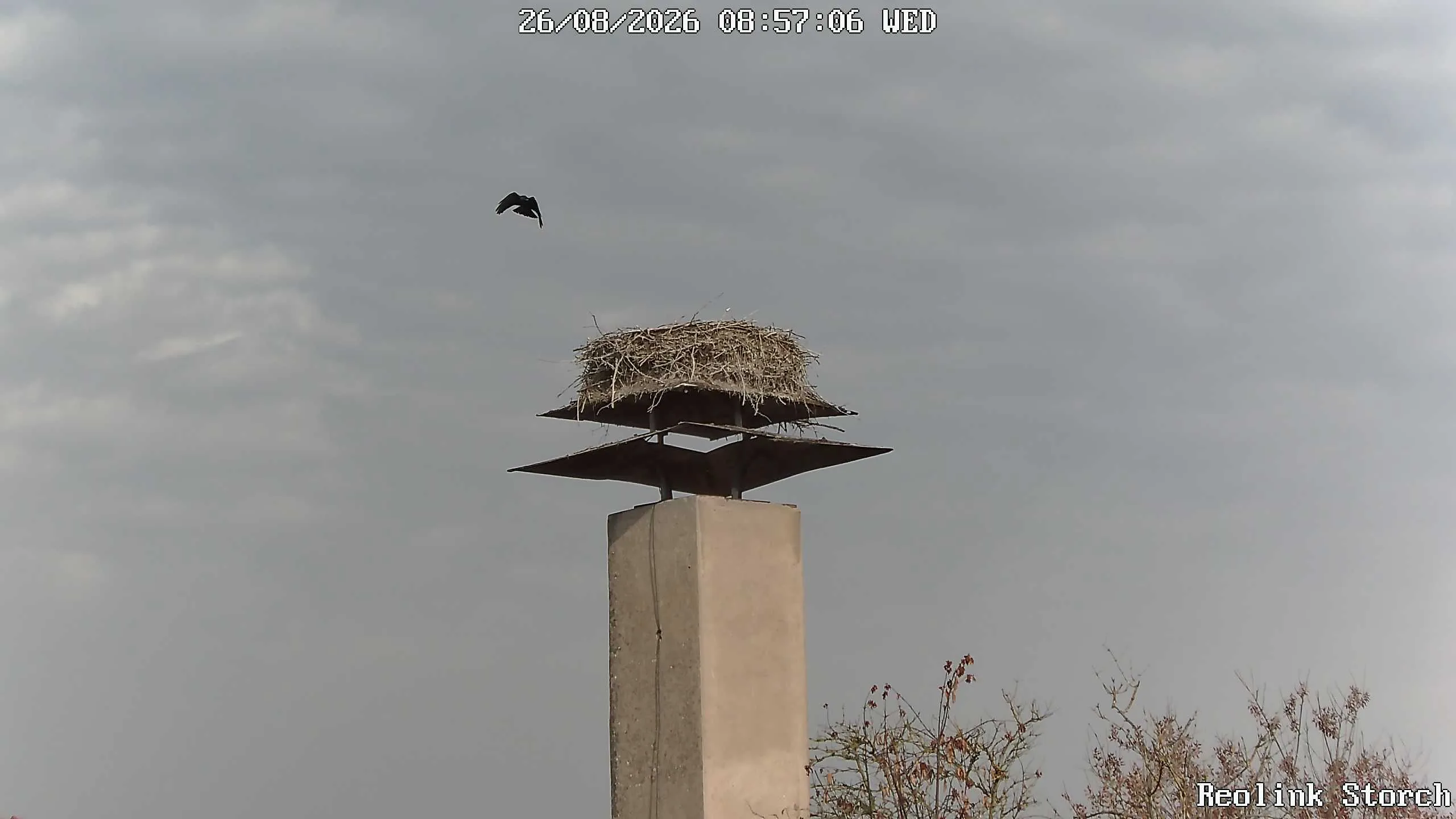 Storchencam Bild