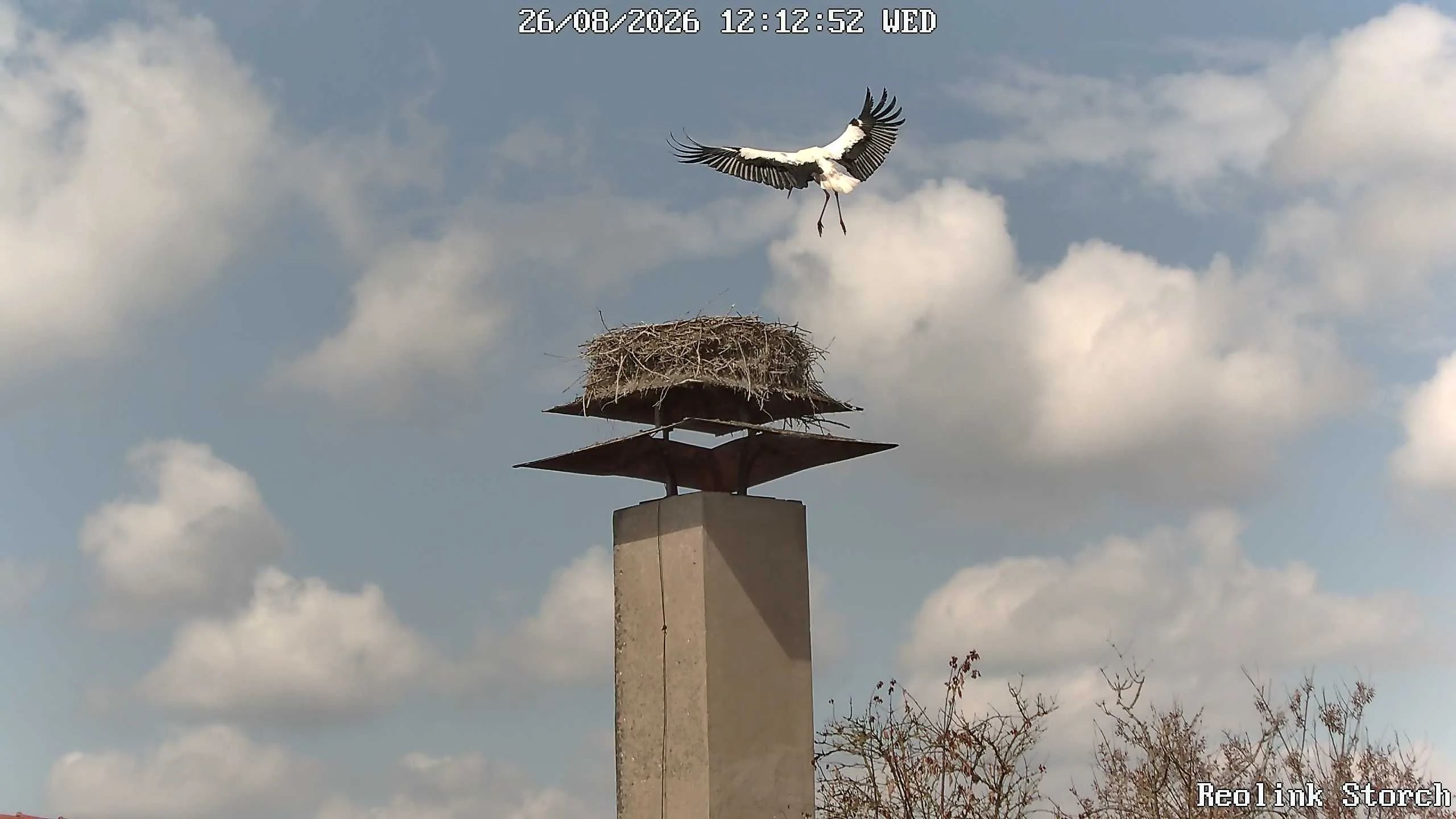 Storchencam Bild