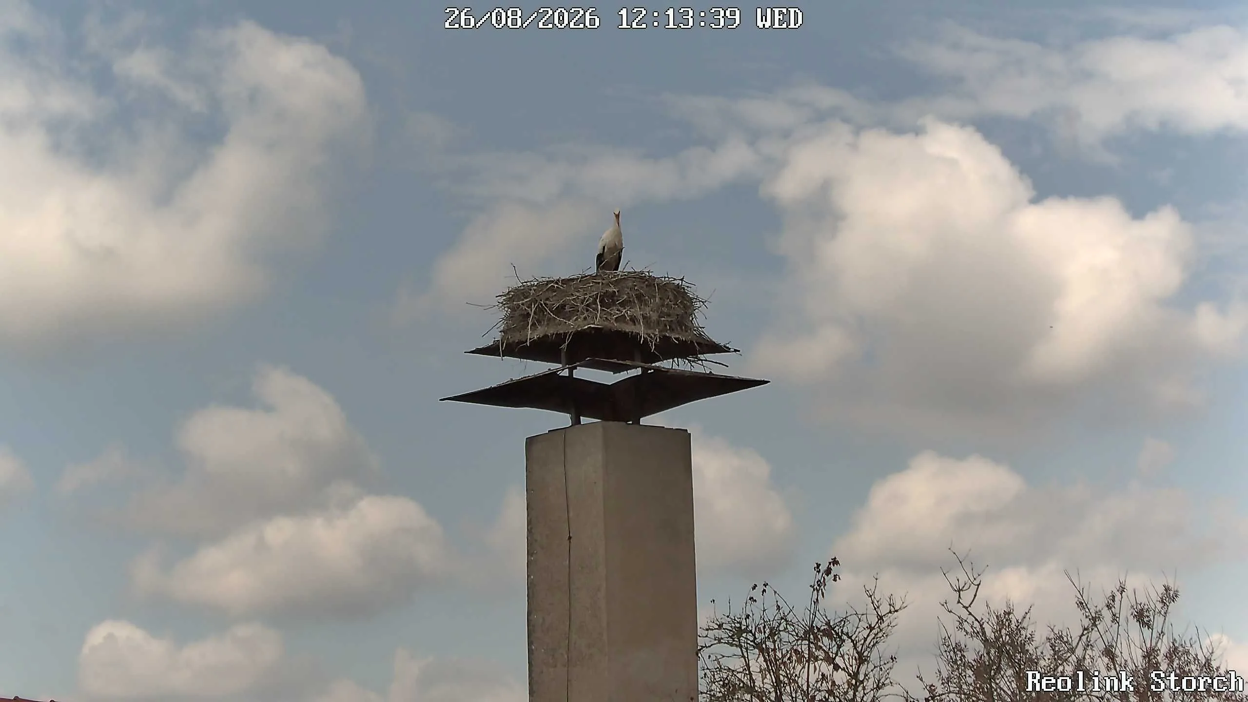 Storchencam Bild
