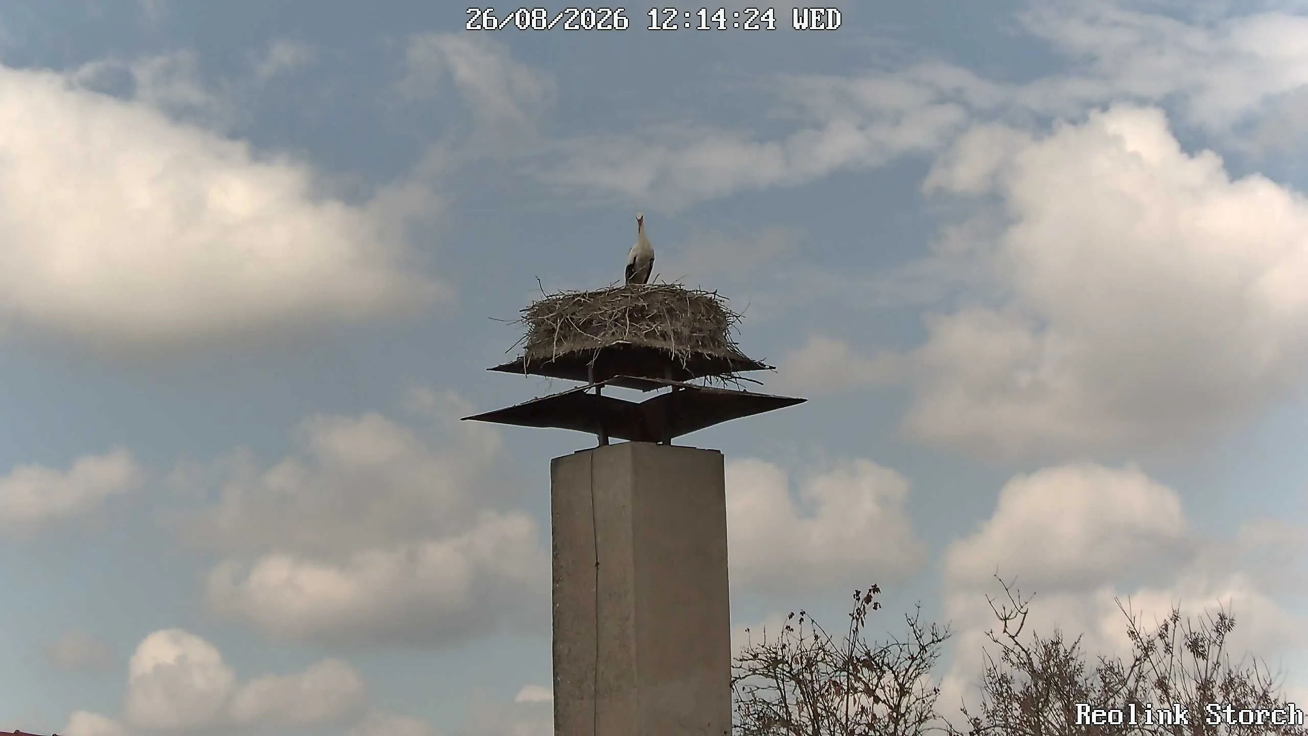 Storchencam Bild