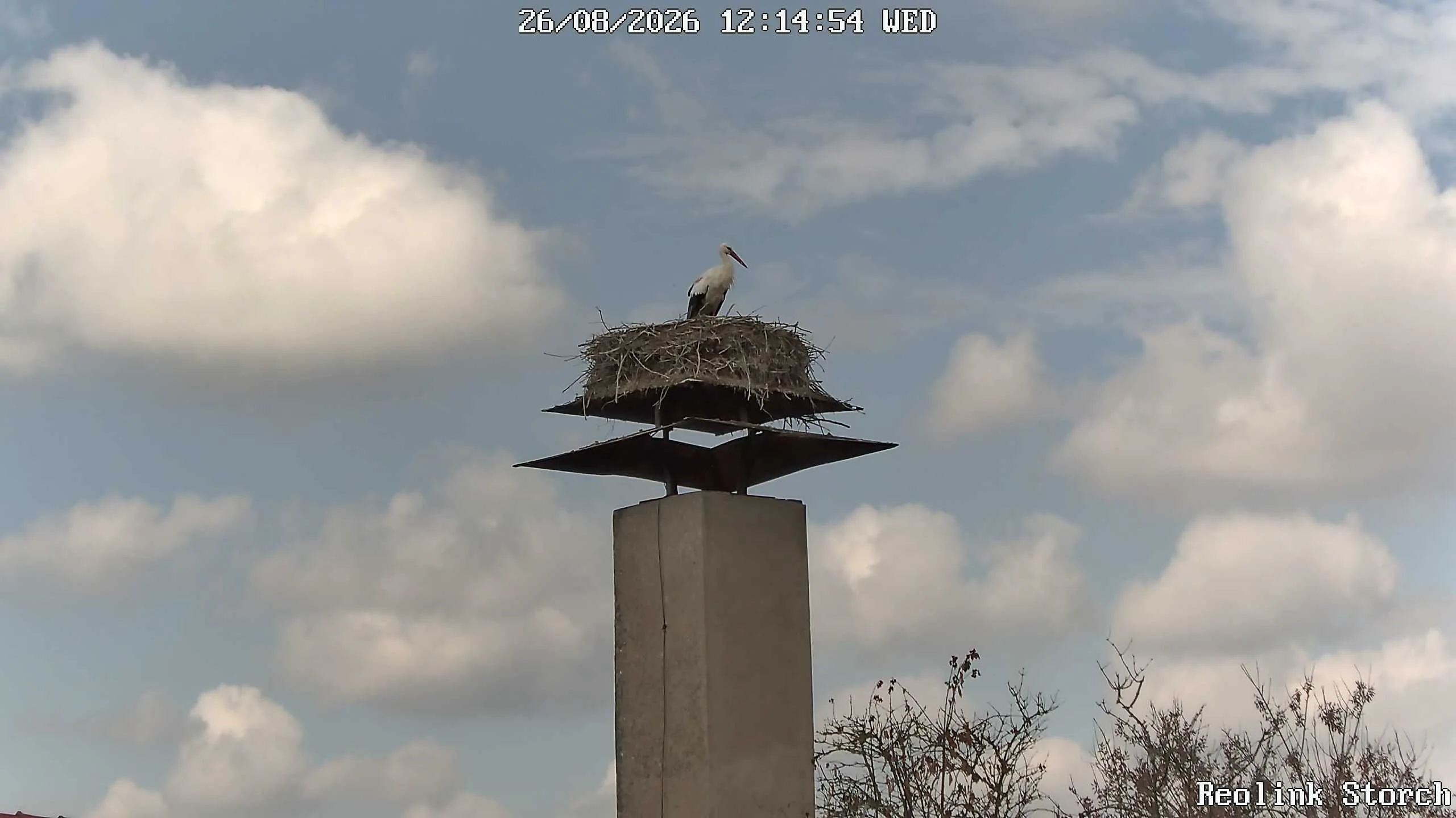 Storchencam Bild