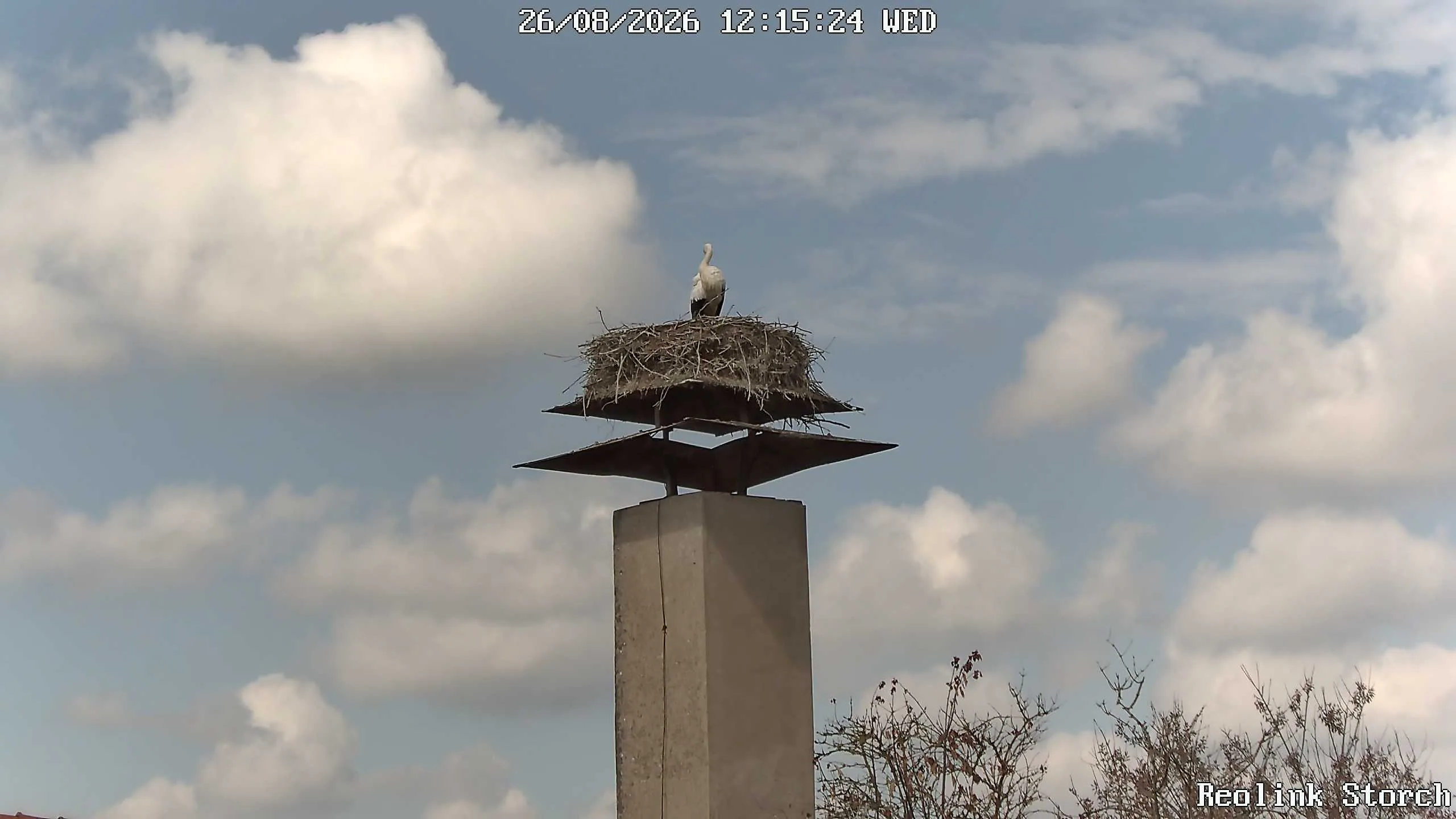 Storchencam Bild
