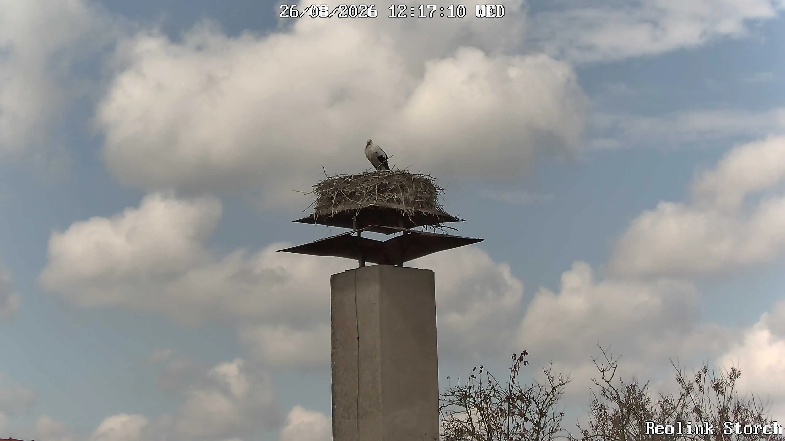 Storchencam Bild