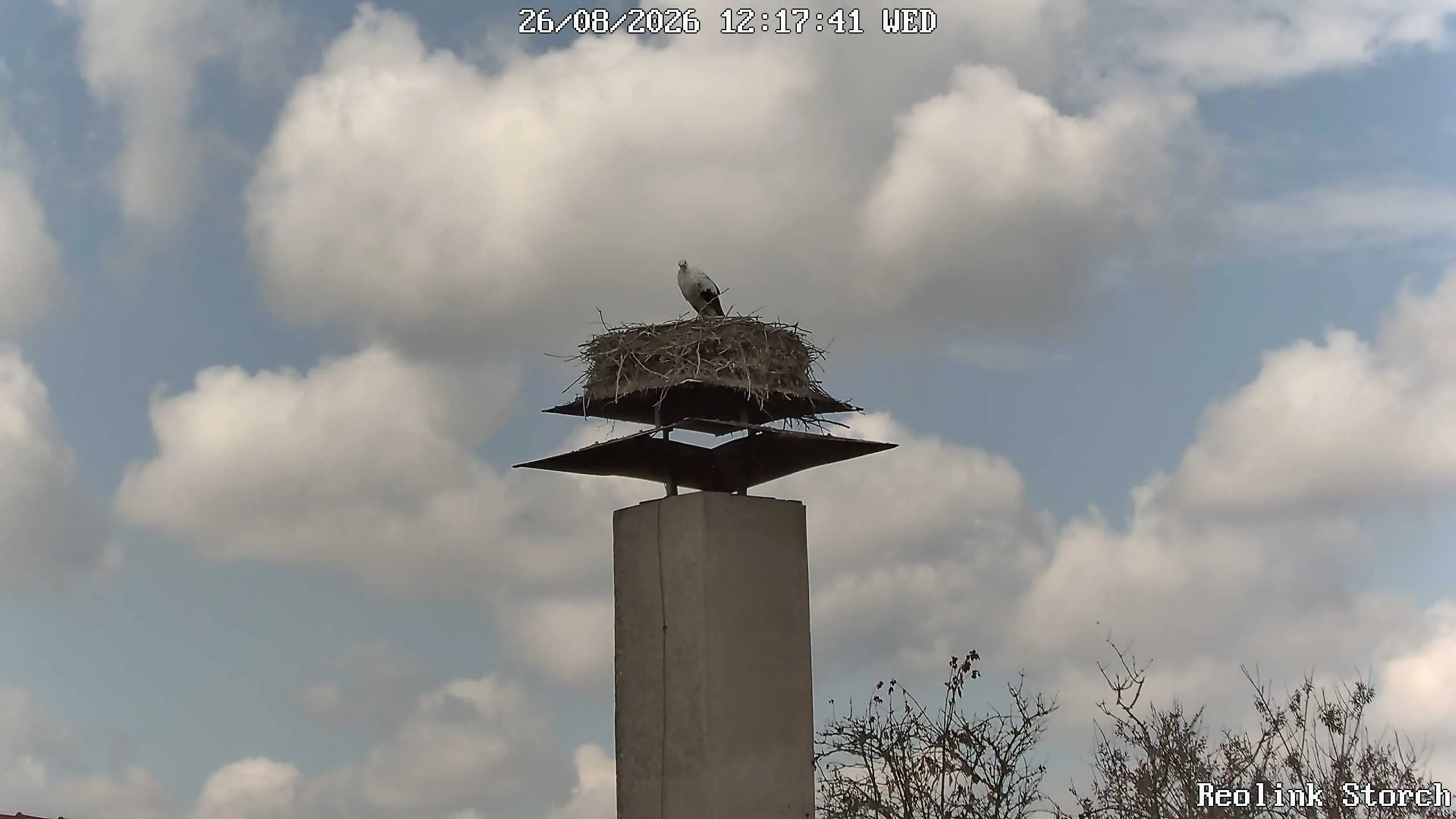 Storchencam Bild