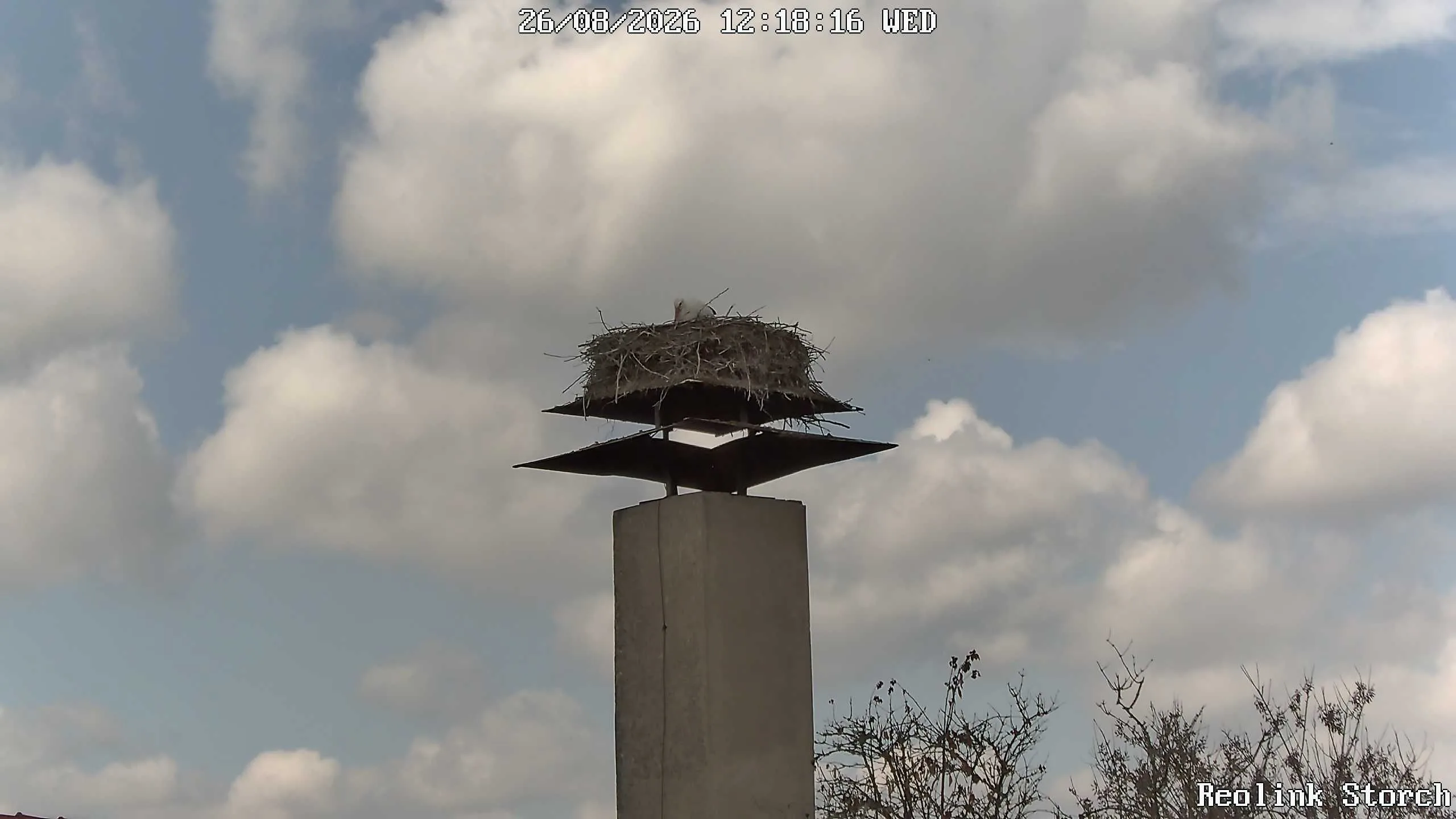 Storchencam Bild