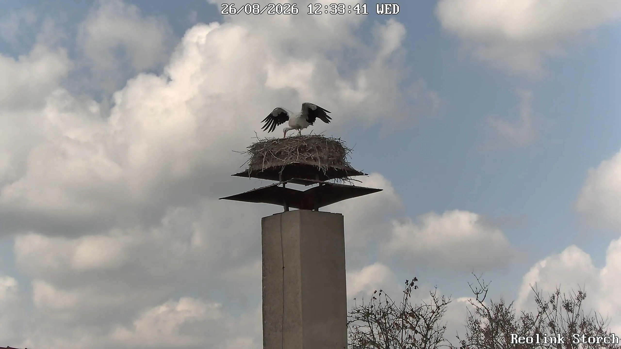 Storchencam Bild