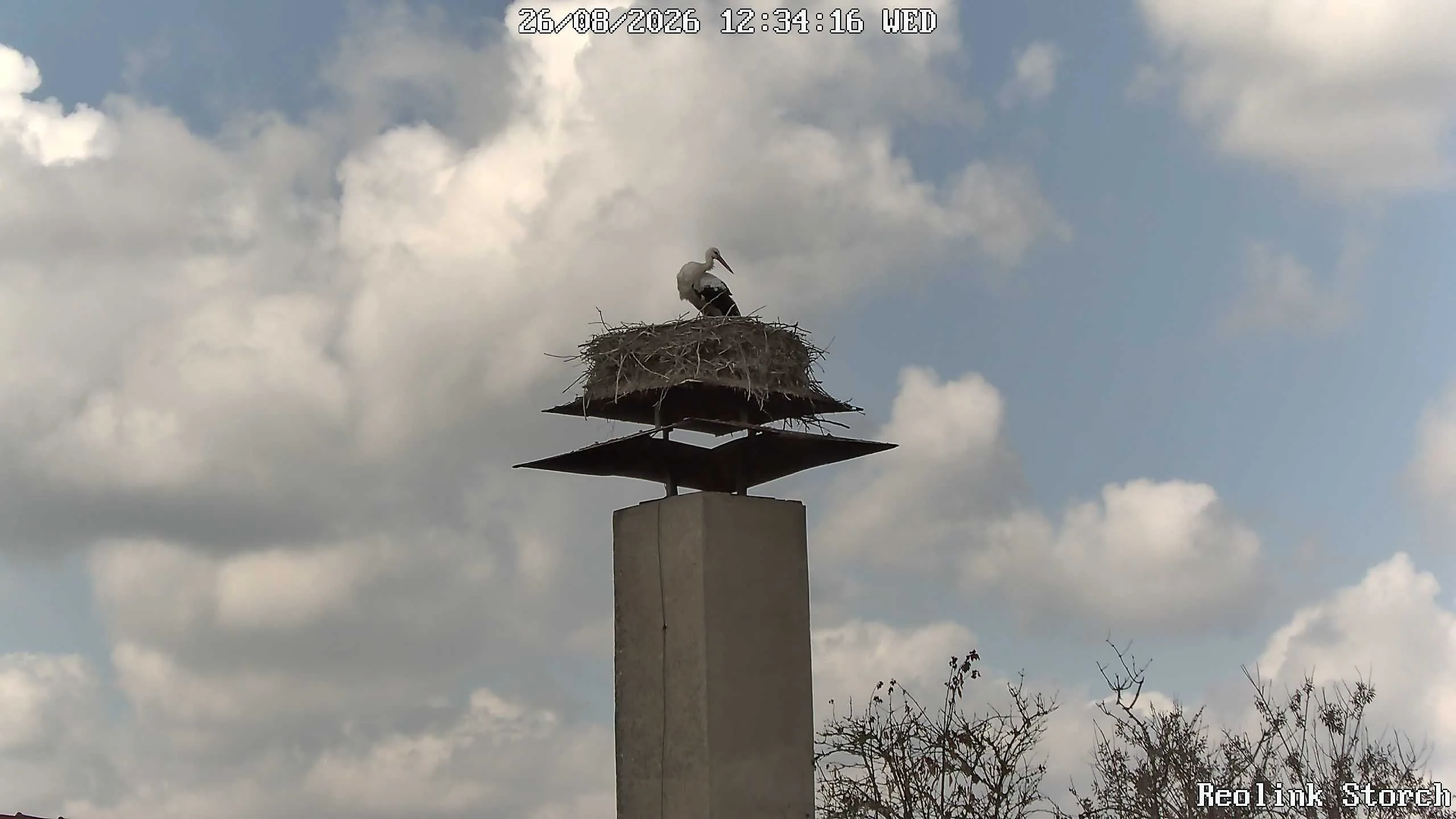 Storchencam Bild