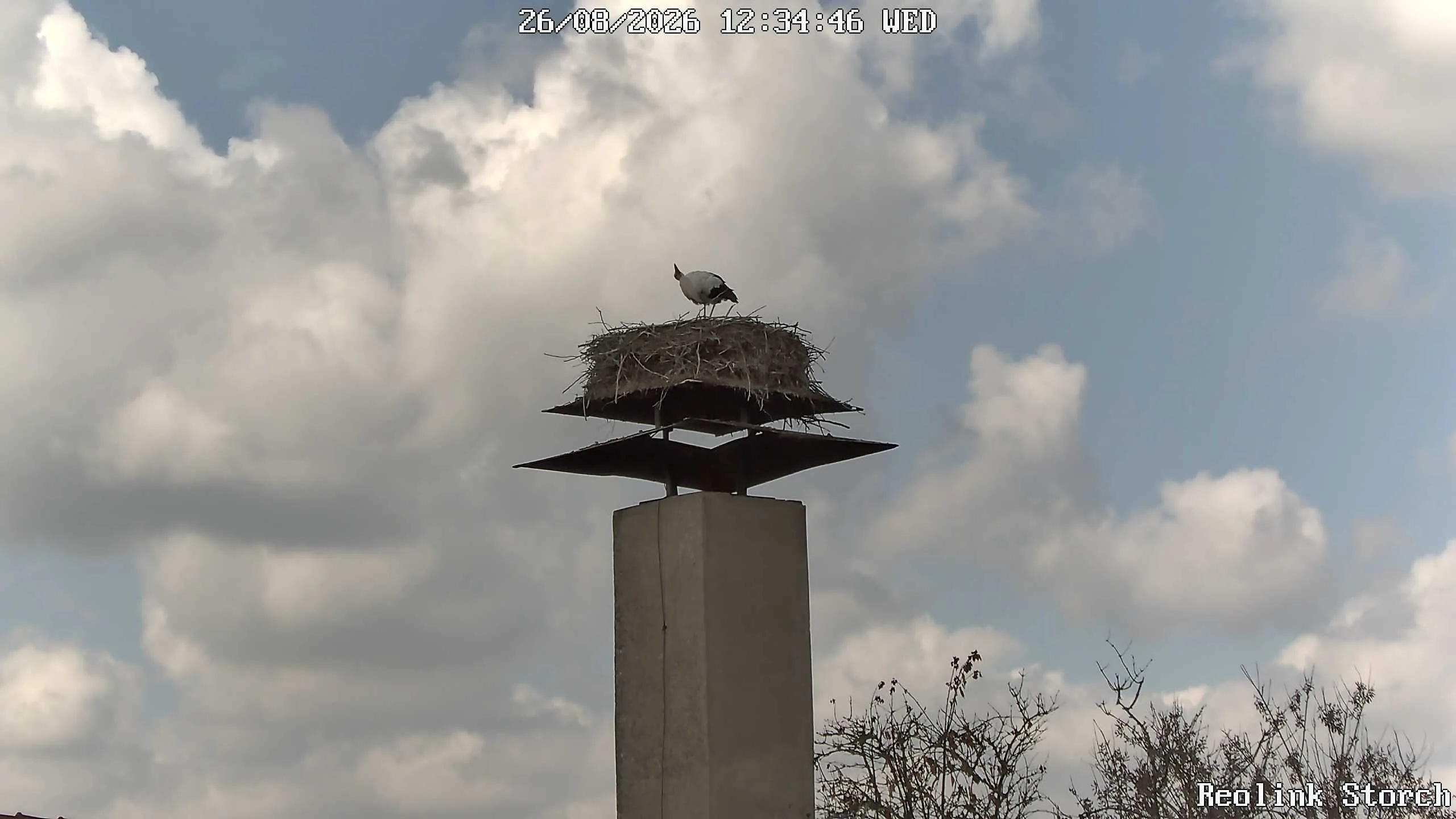 Storchencam Bild