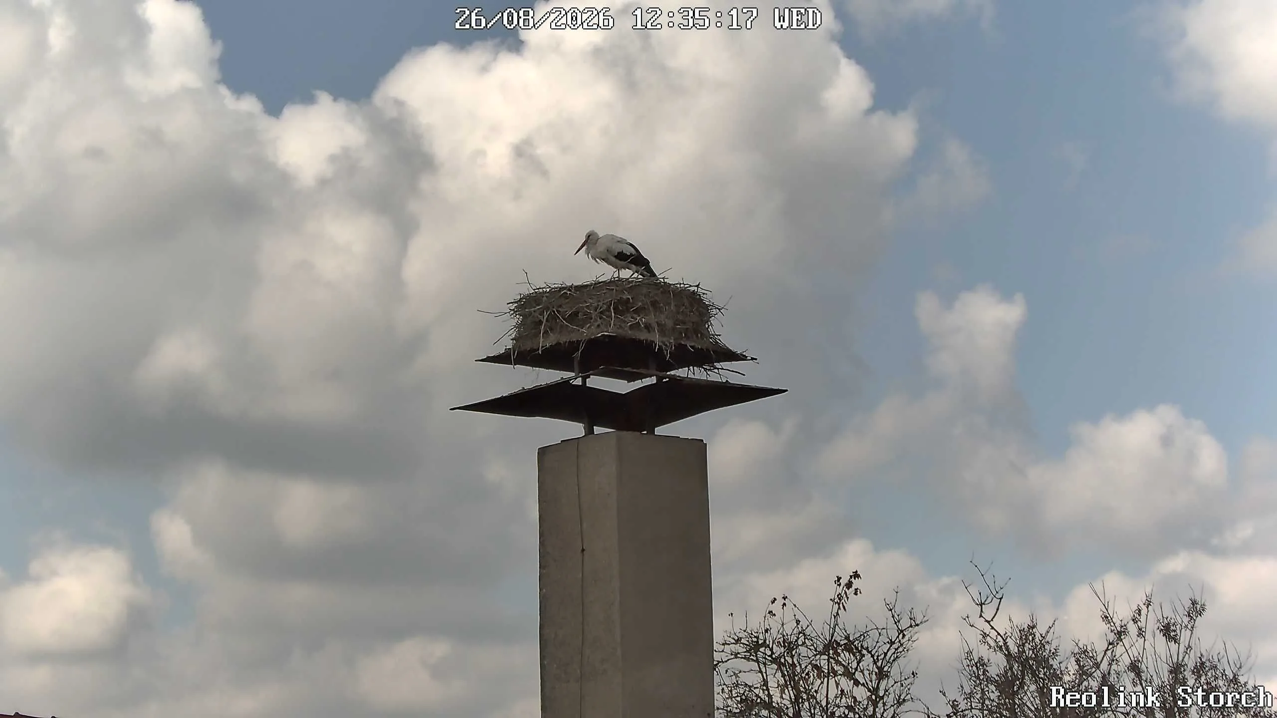 Storchencam Bild
