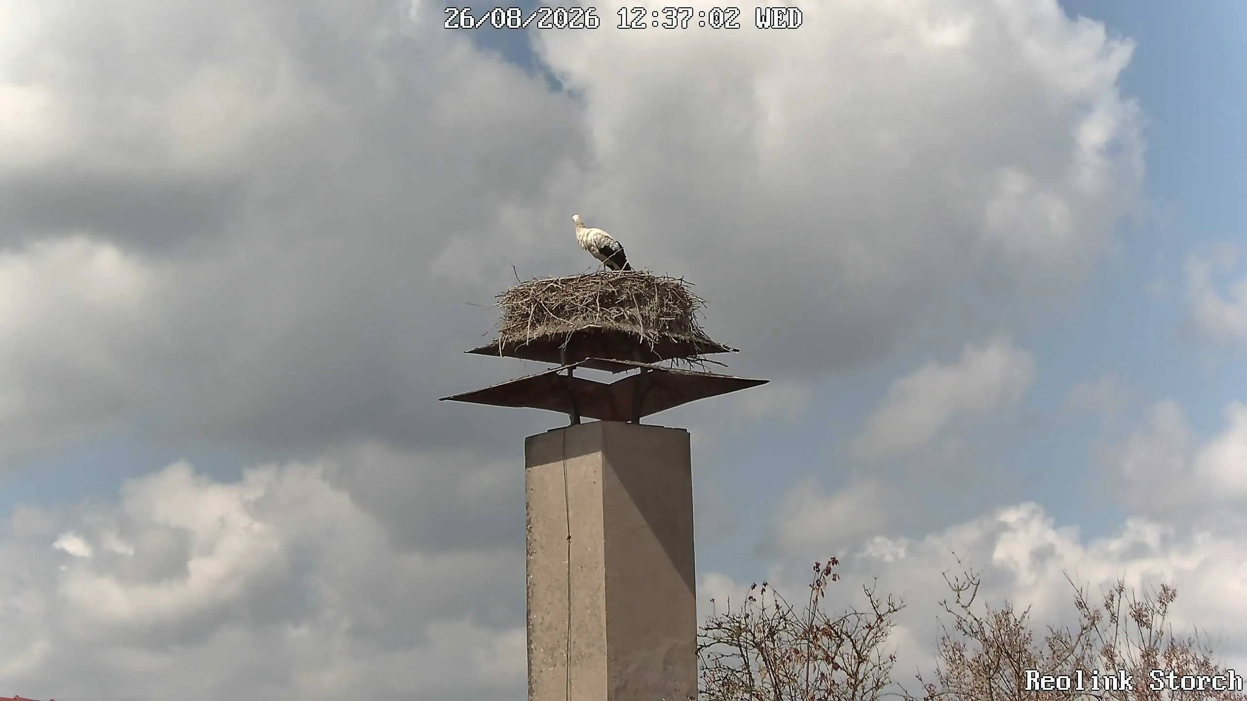 Storchencam Bild
