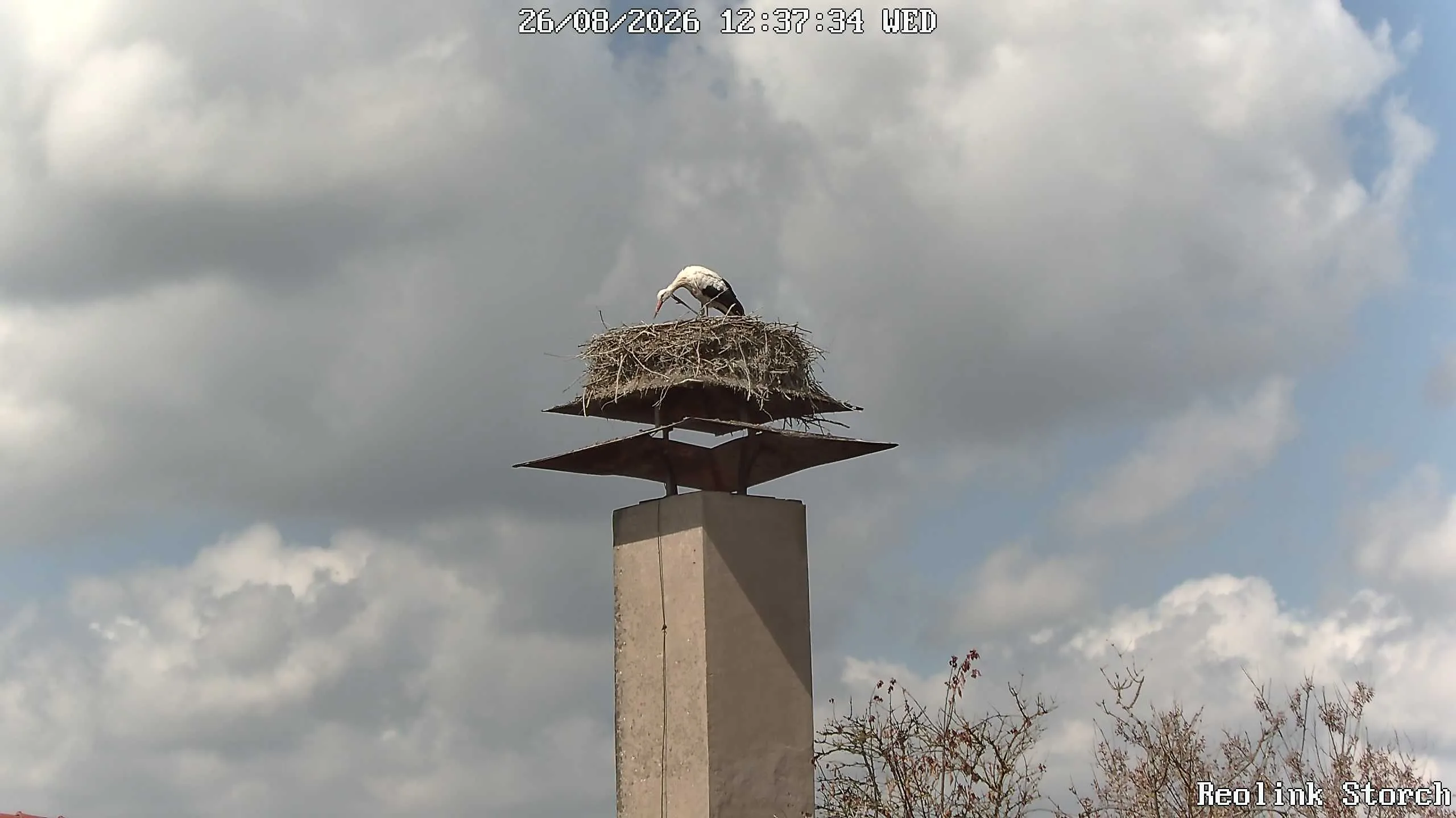 Storchencam Bild