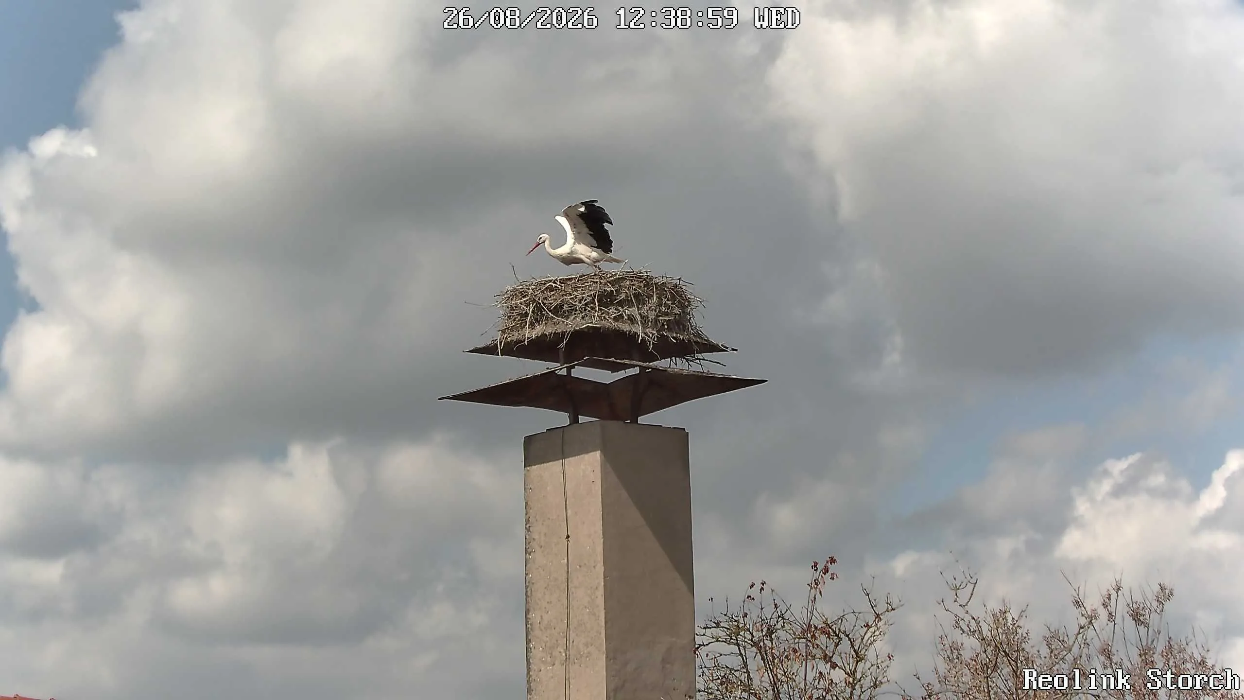 Storchencam Bild