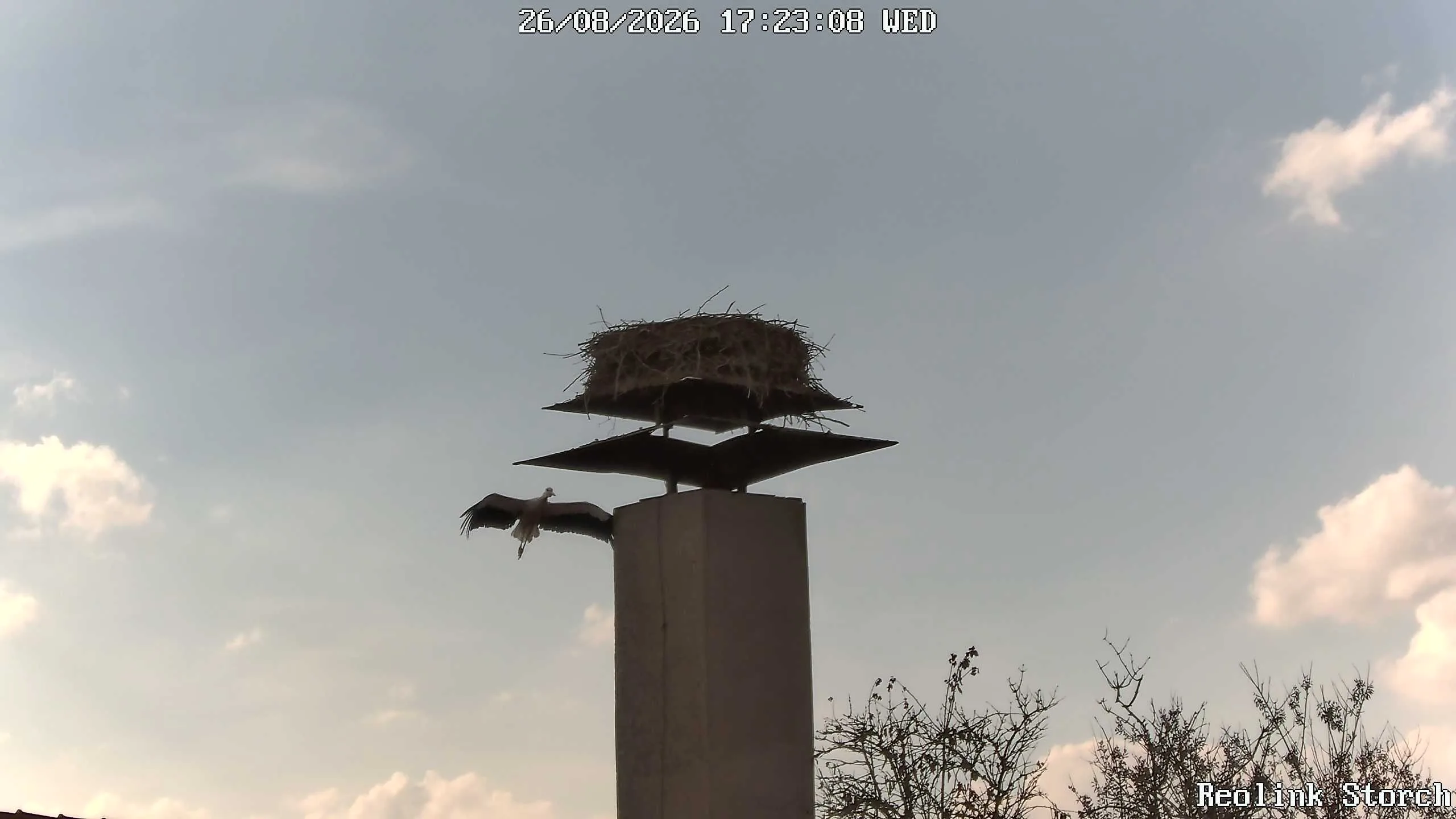 Storchencam Bild