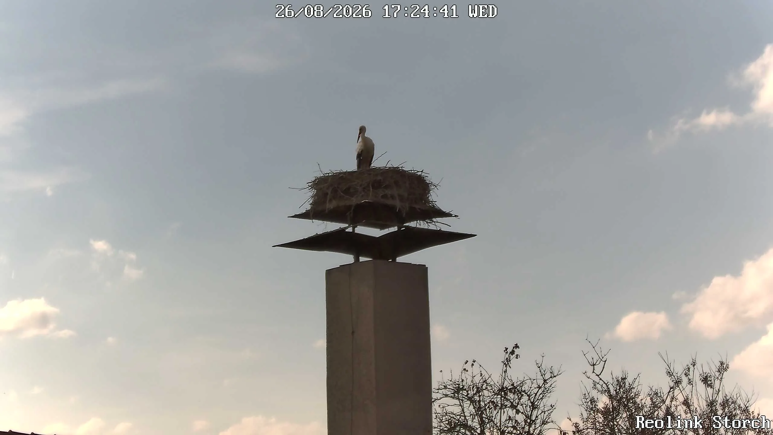 Storchencam Bild
