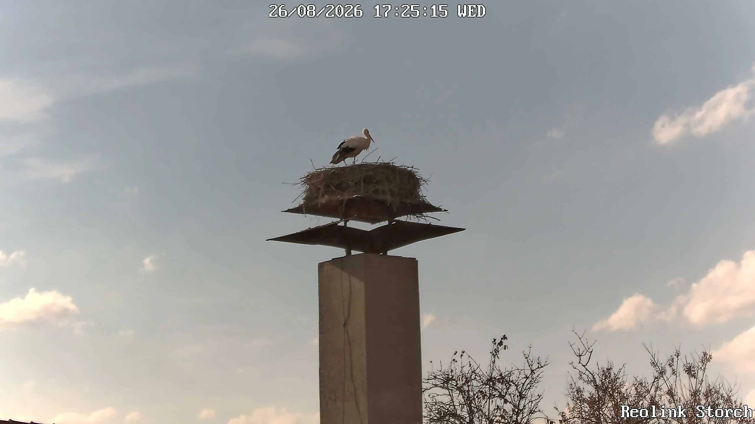 Storchencam Bild