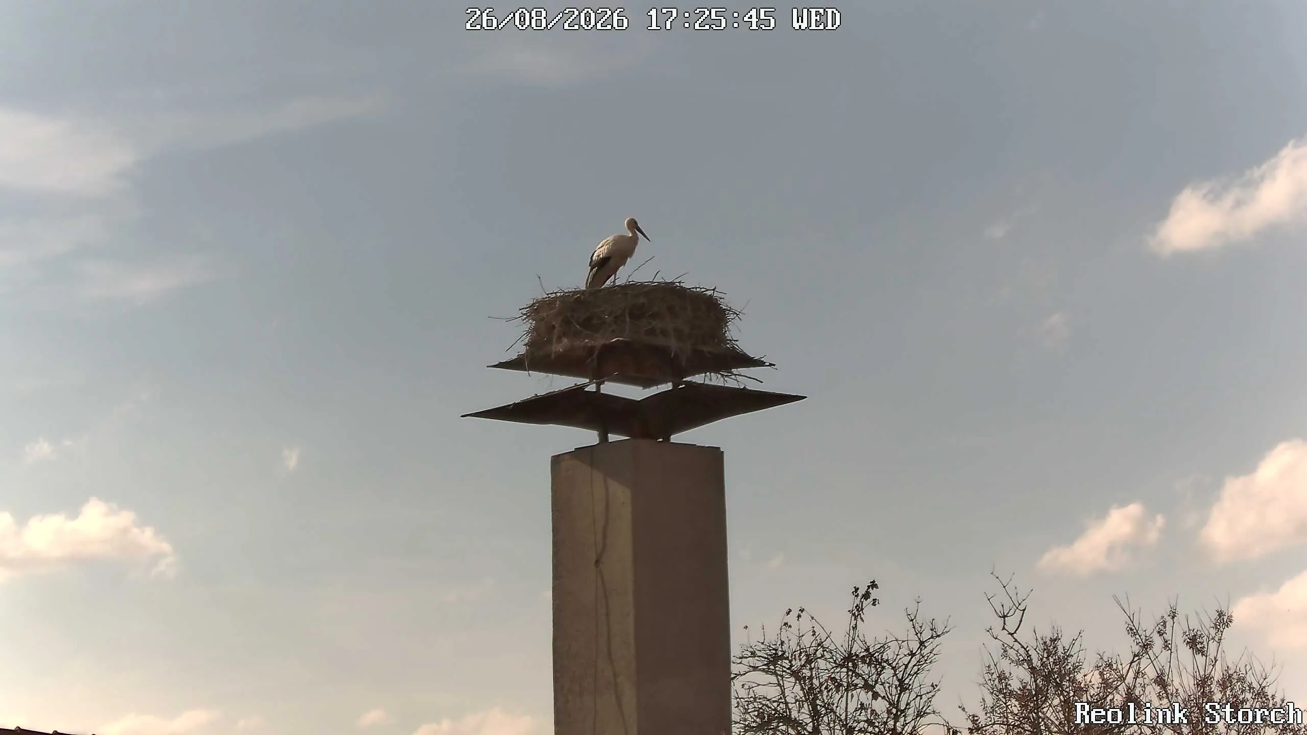 Storchencam Bild