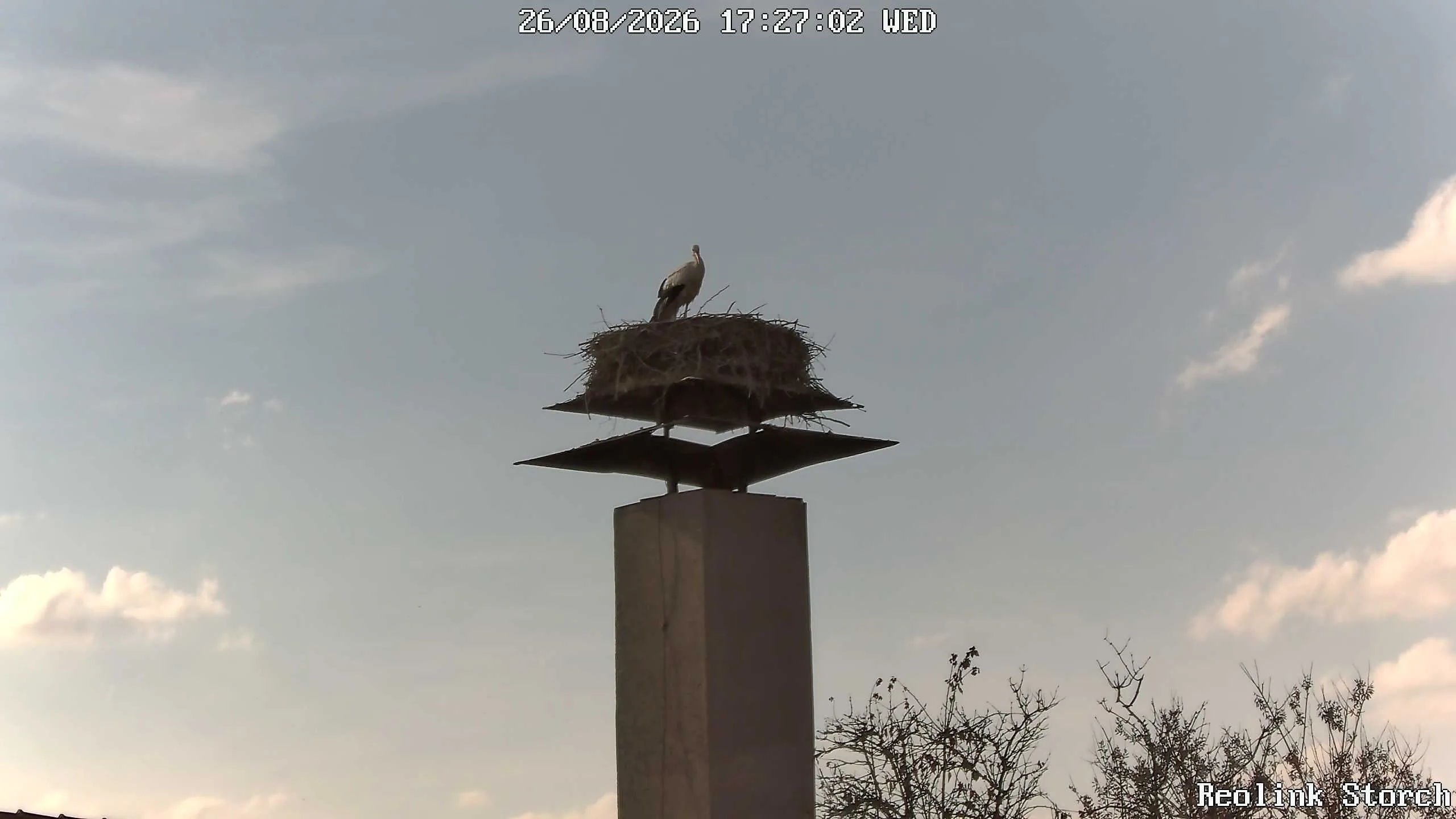 Storchencam Bild