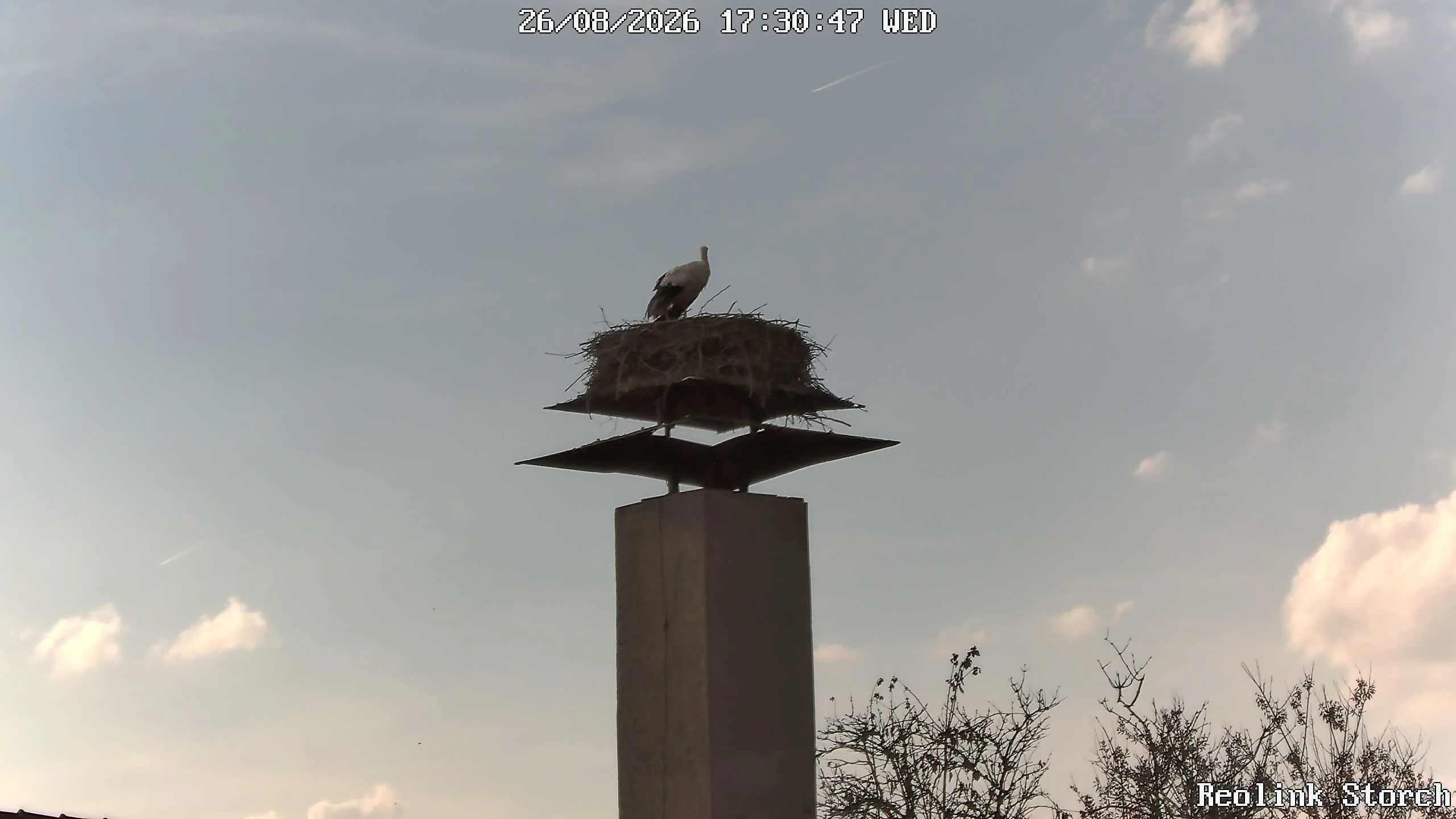 Storchencam Bild