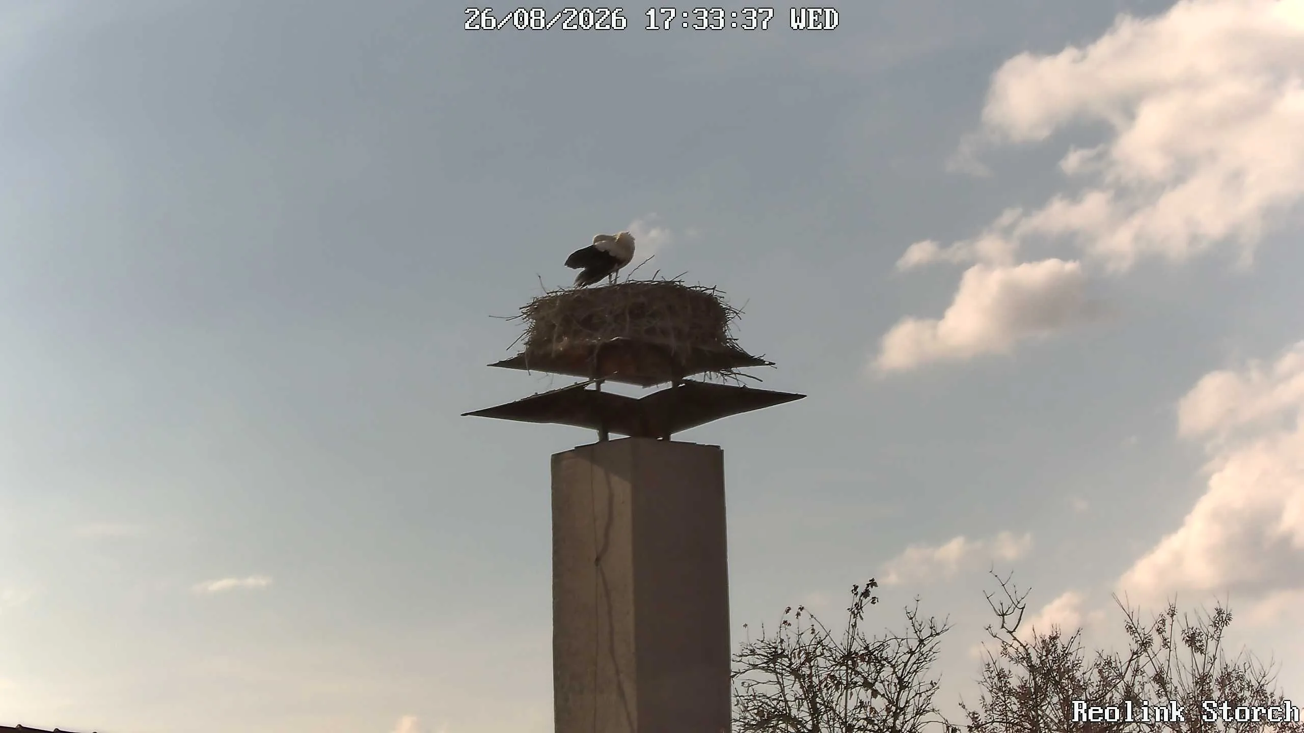 Storchencam Bild