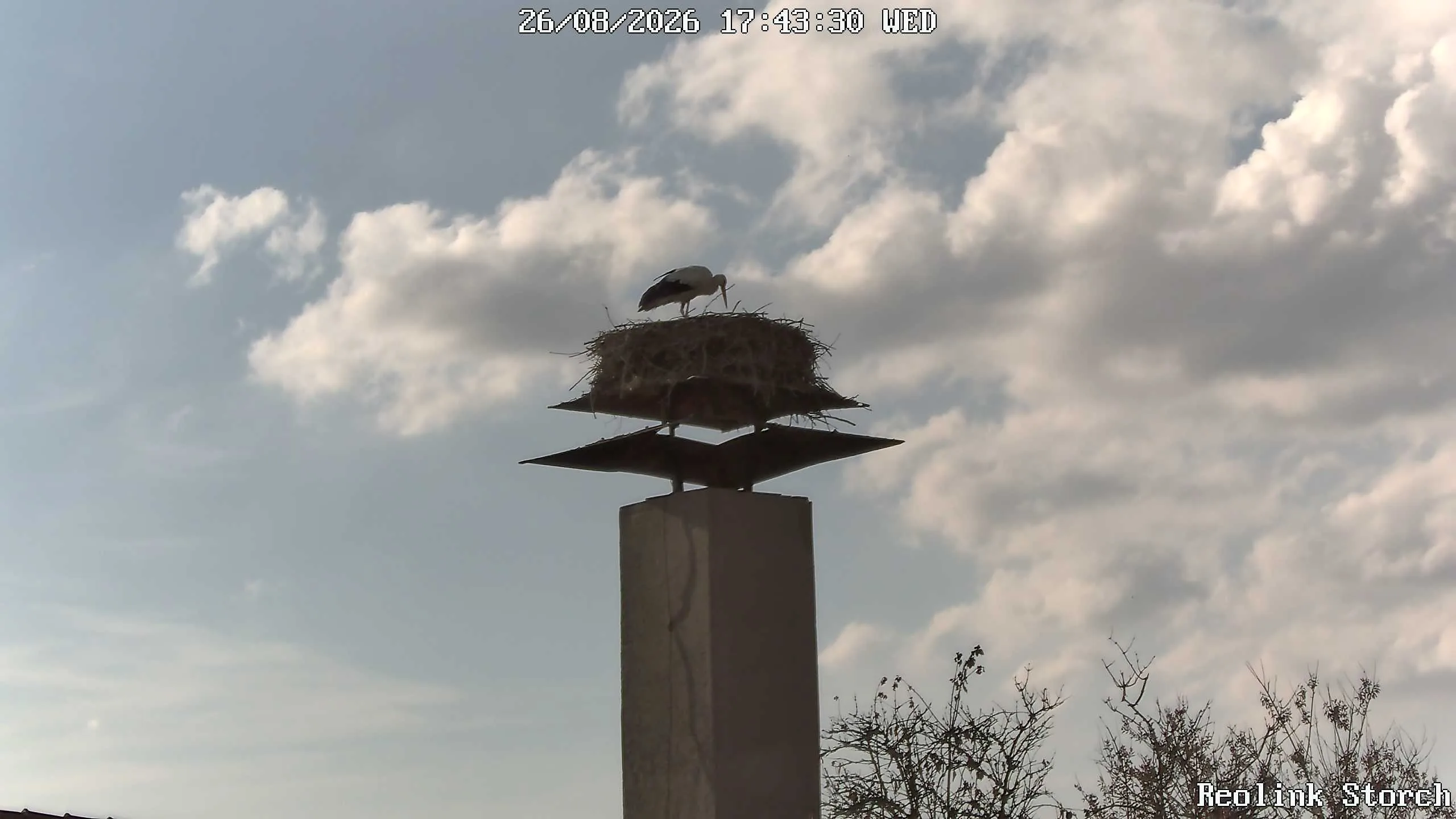 Storchencam Bild