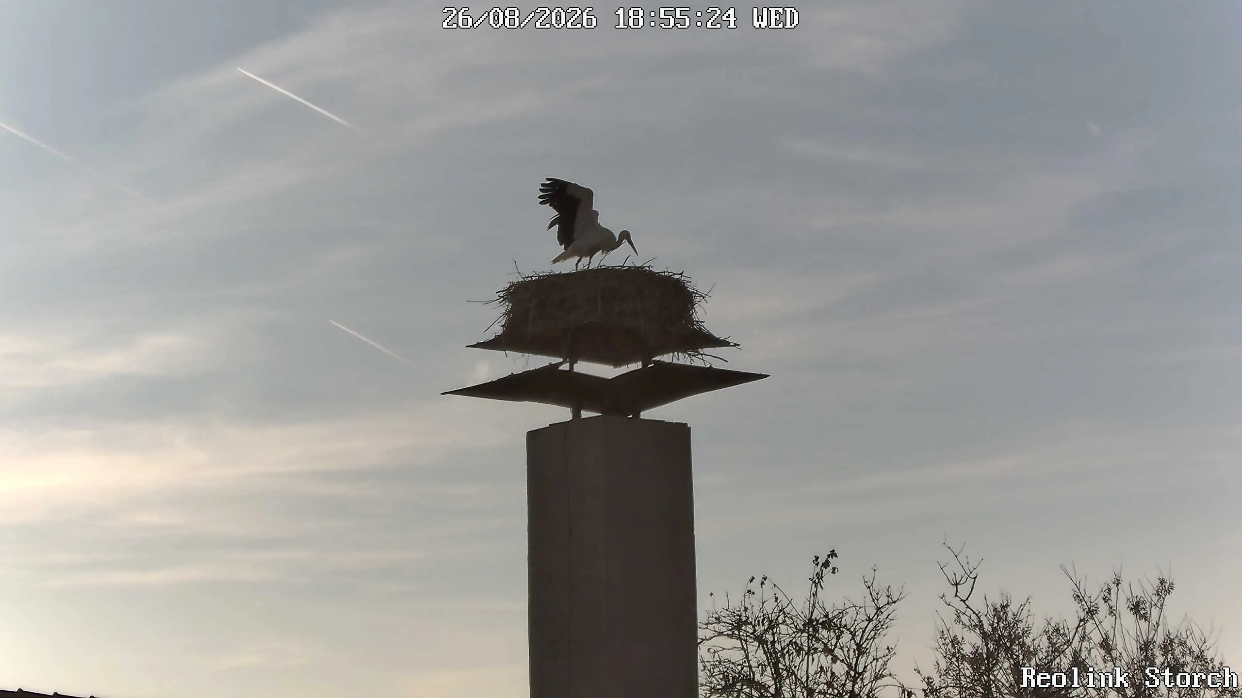 Storchencam Bild